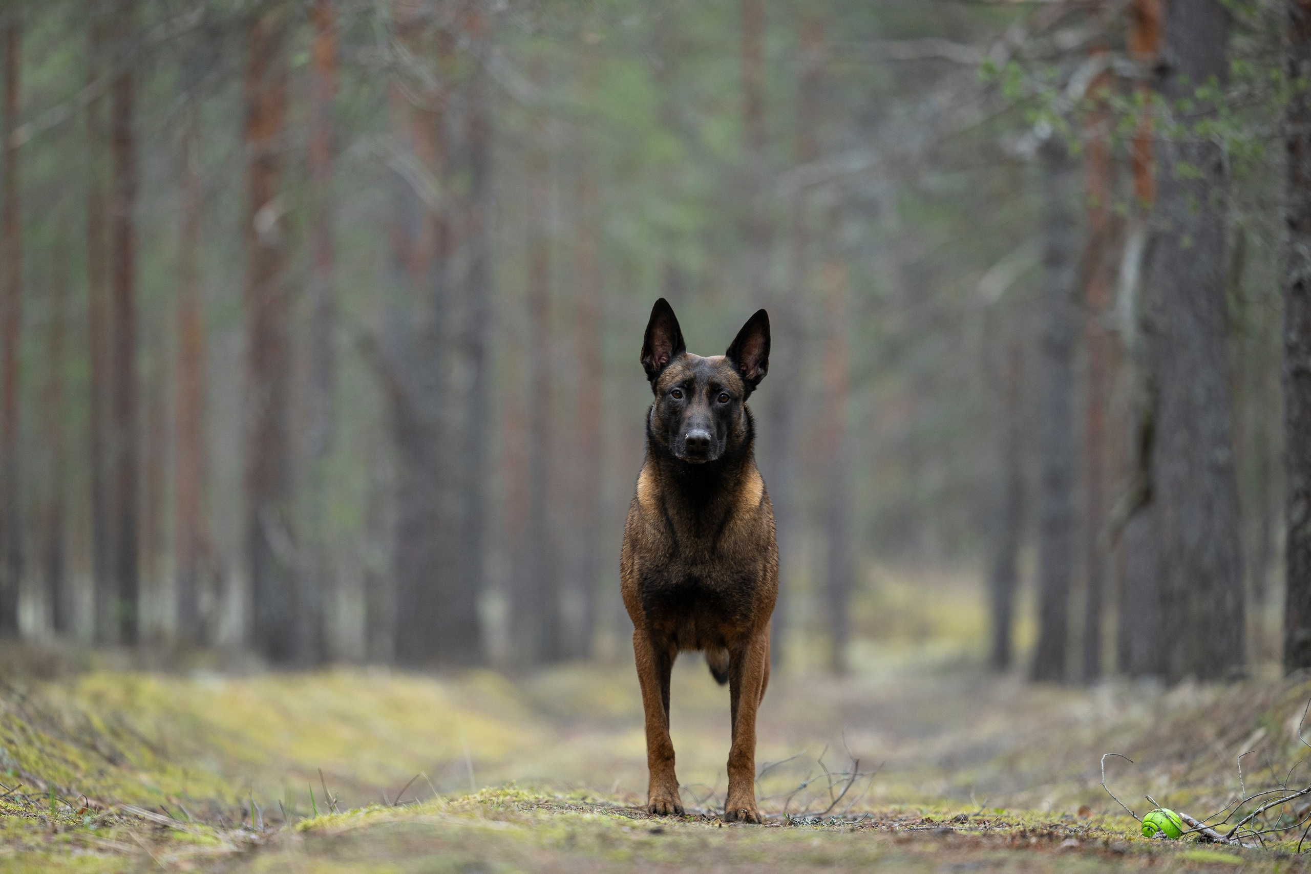 Лужские Мальдивы. Фотограф-анималист Анна Маринич