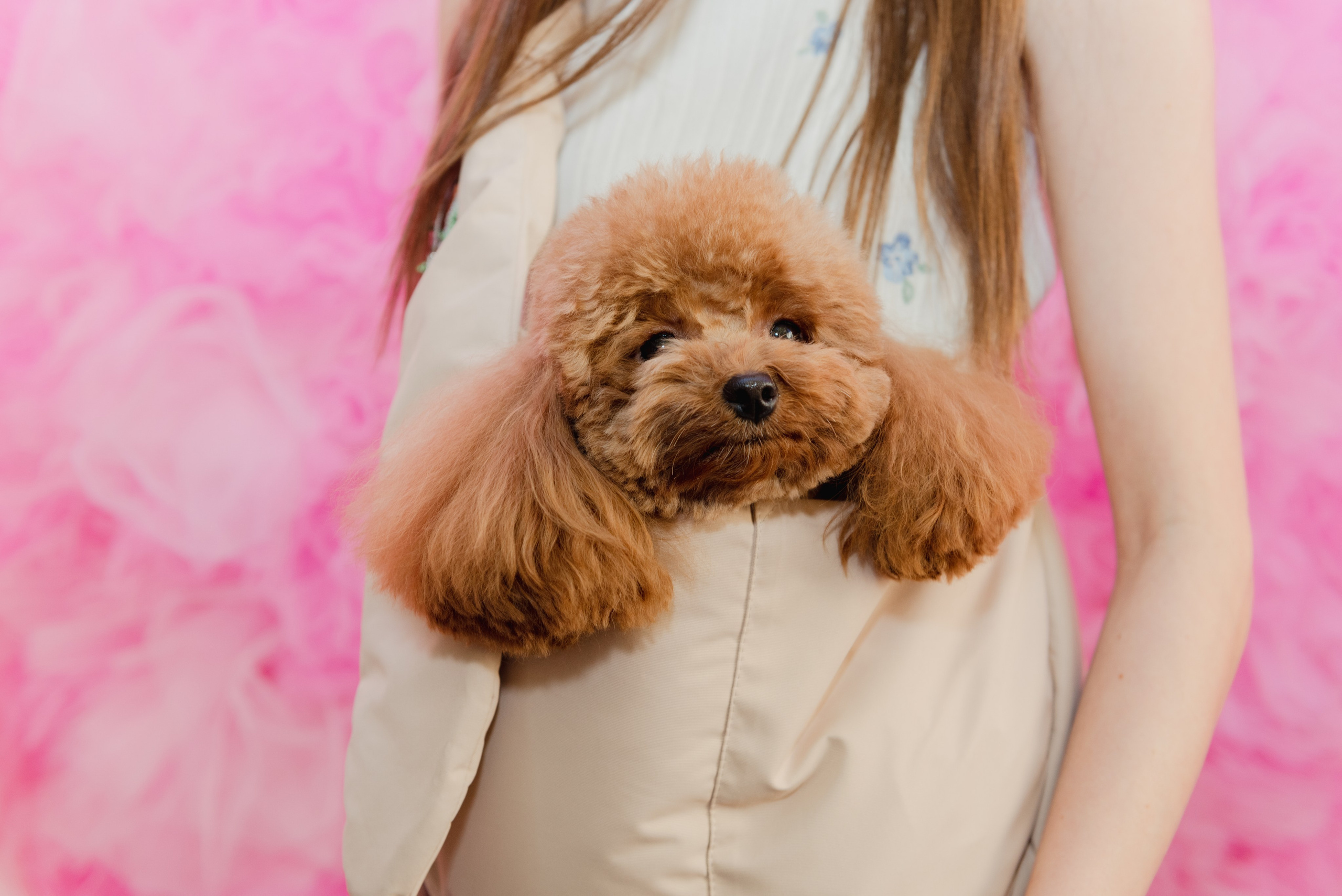 Pets. Фотограф в Москве Daria Lens