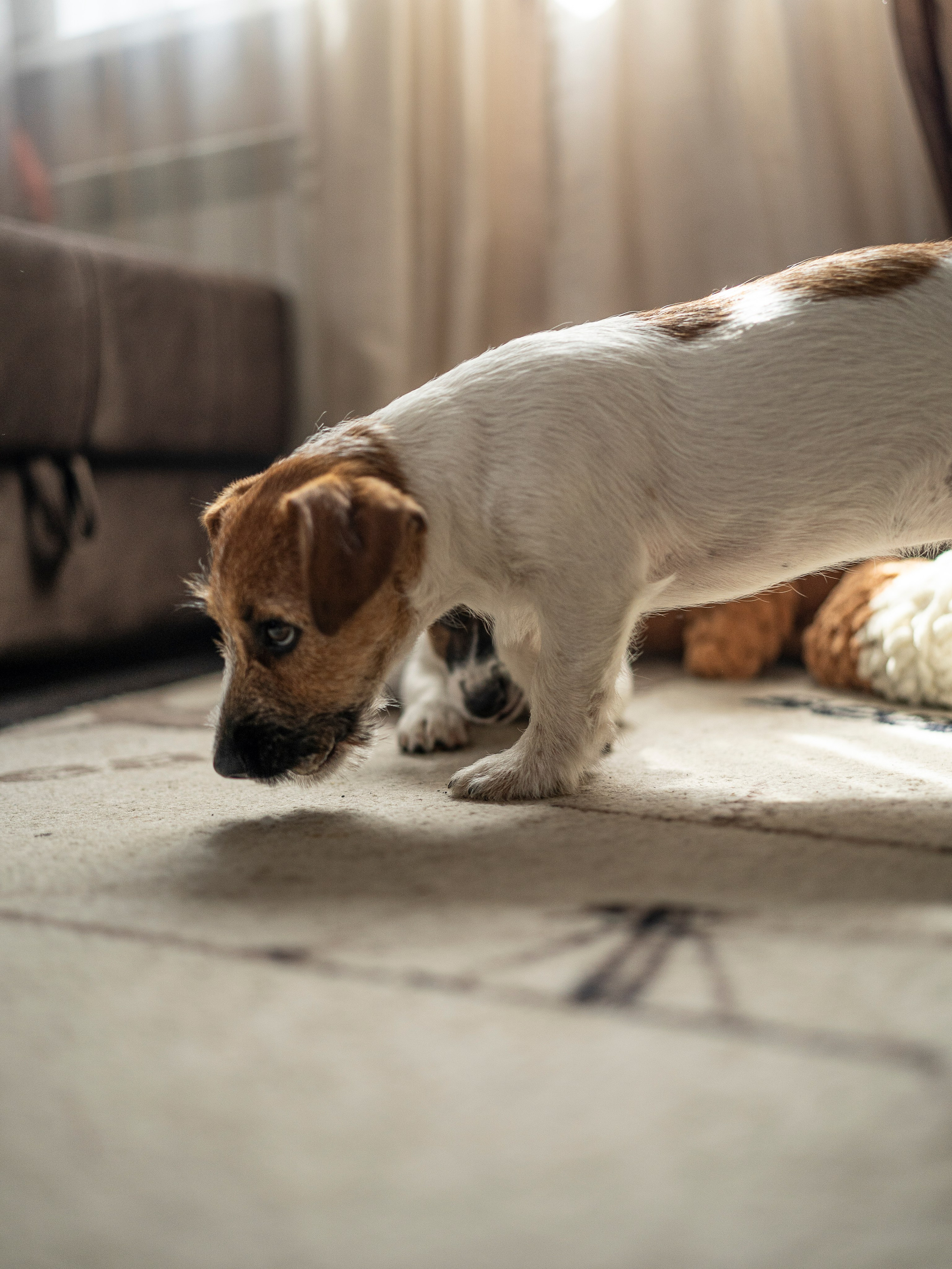 Ляля и Бандит Питомцы. Свадебный и Женский фотограф в г. Кемерово