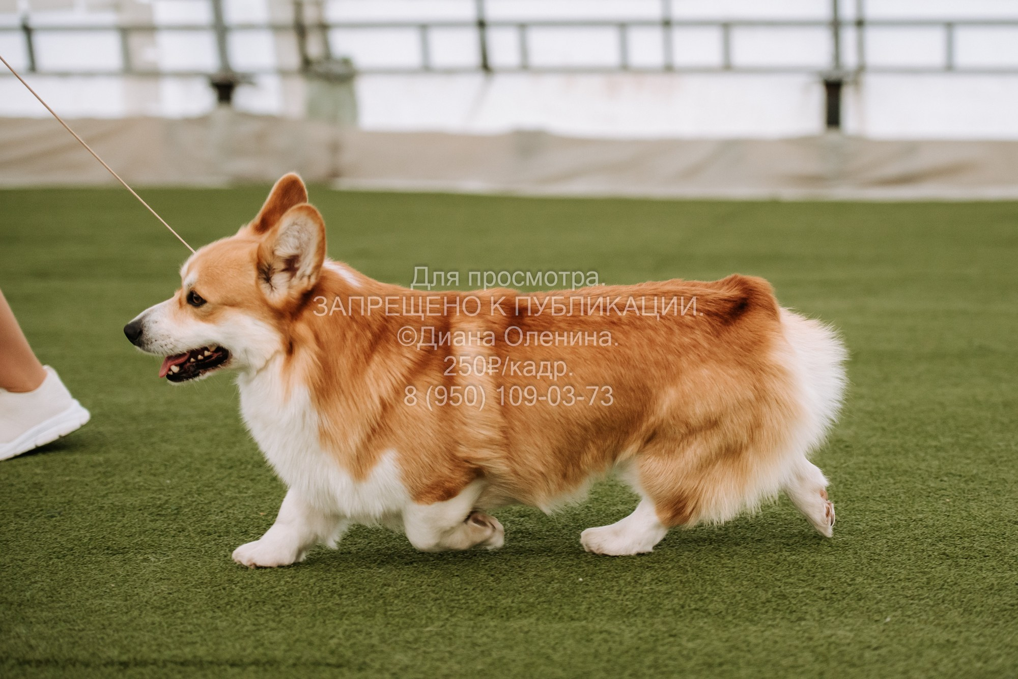 Выставка собак Красноярск 2.06. Фотограф Диана Оленина Красноярск / Братск