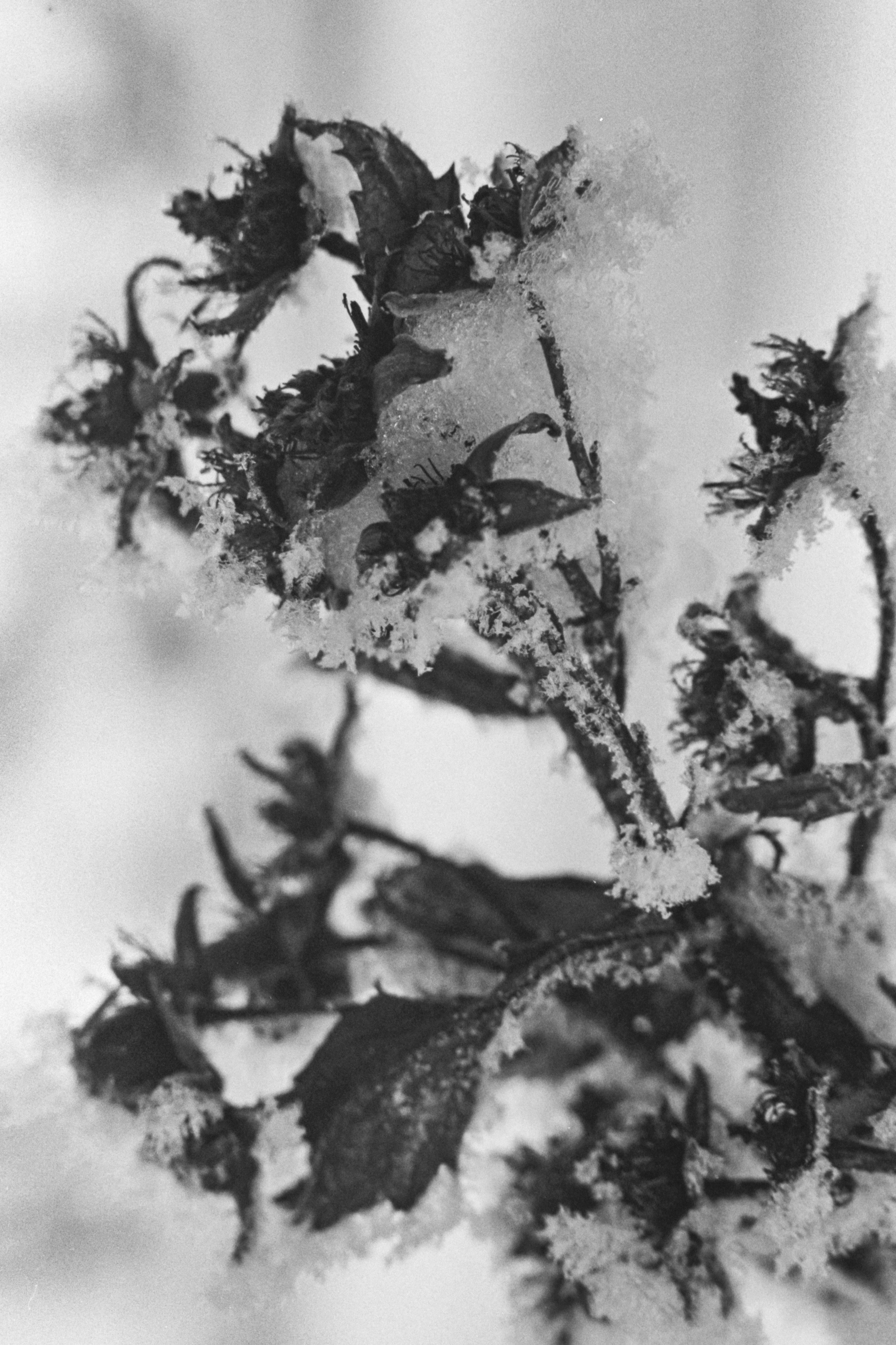 Пленочная история. Дмитрий Пропадалин, Нейрофотография