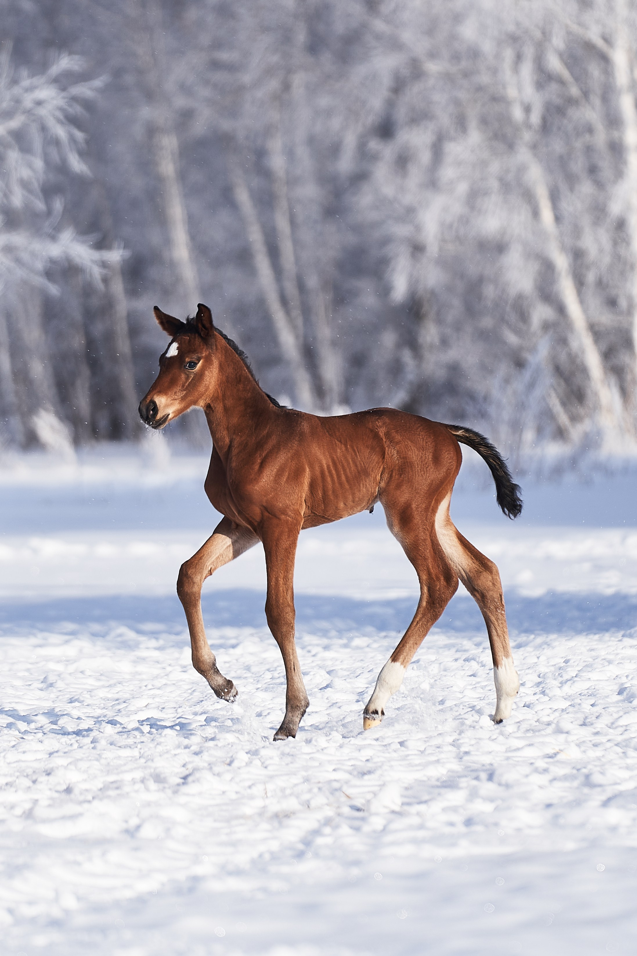 Жеребята КСОЦ «Свобода». Фотосессии с лошадьми в Москве, Новосибирске