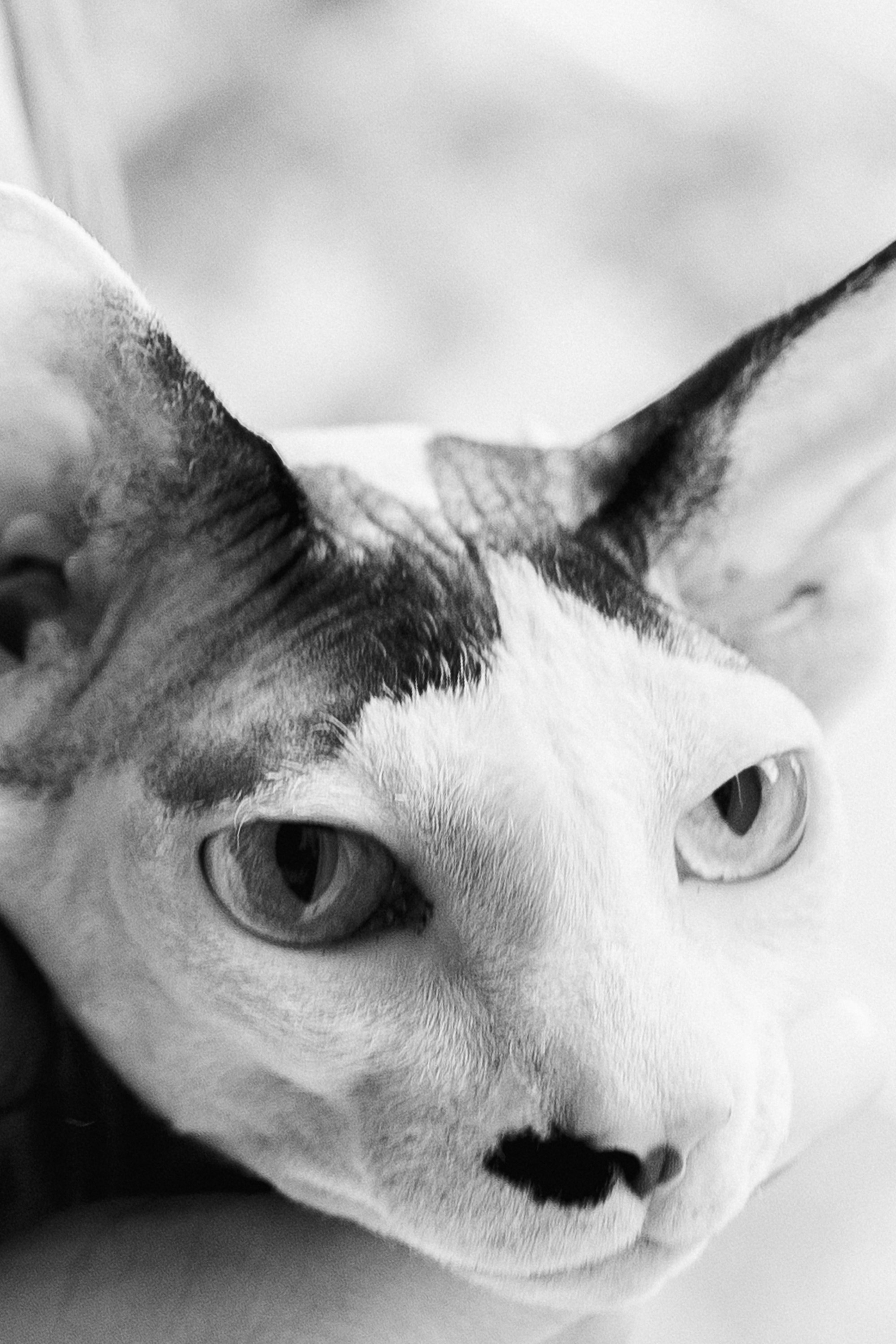 Анастасия и Алексей. Свадебный и семейный фотограф Виолетта Сидельникова. Краснодар, Россия, Беларусь, Европа