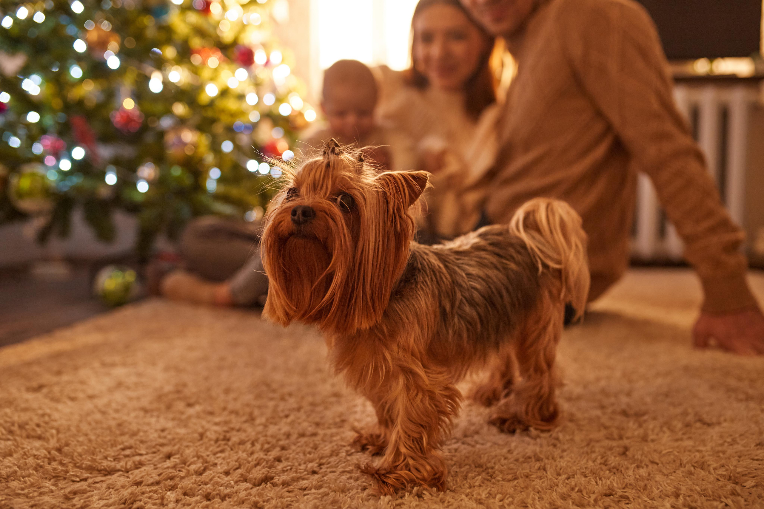 Рождественское утро. Фотограф Валентин Мельников г. Тында