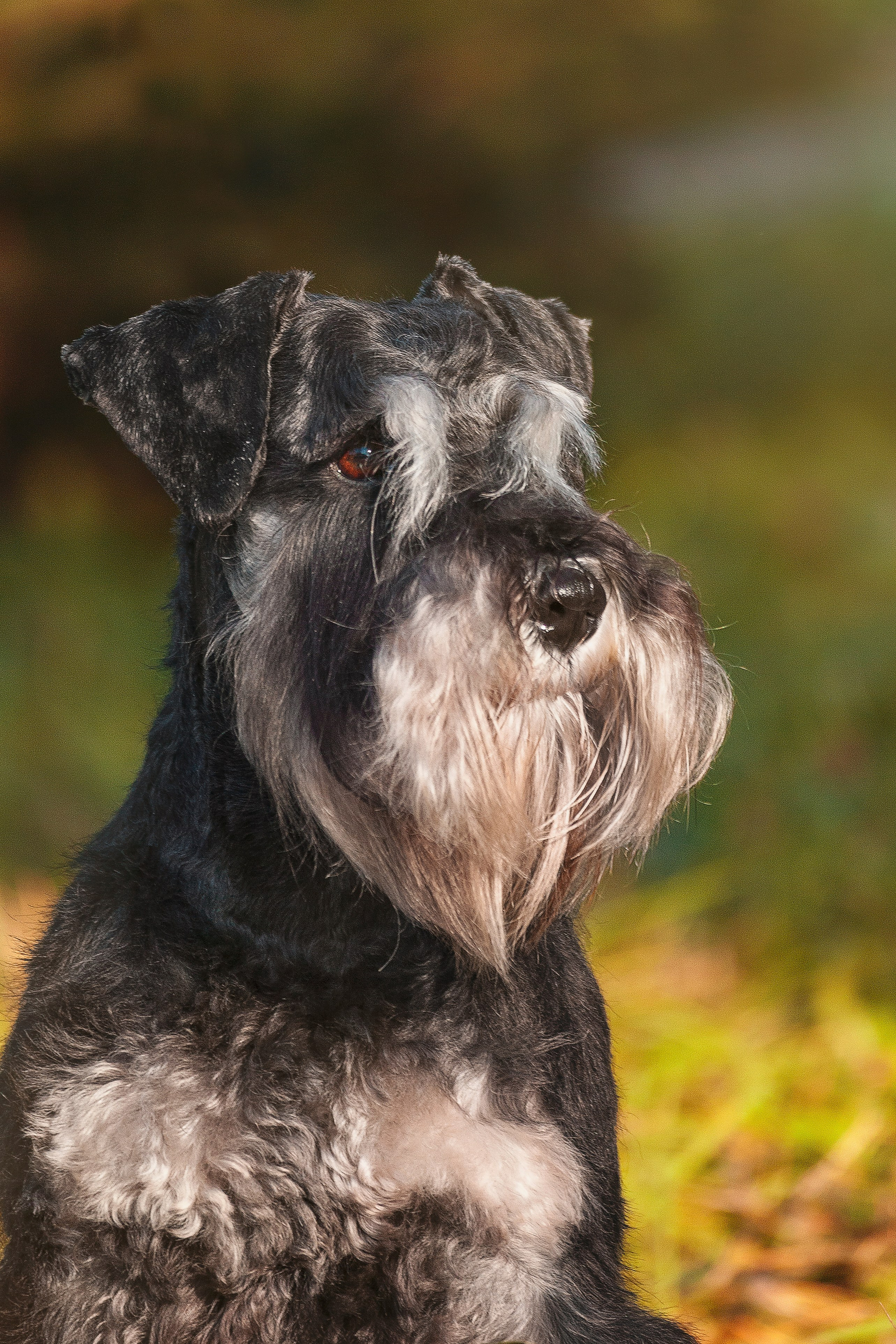 Собаки на улице. Slavilada-Лапки. Свет. Любовь… Профессиональная фотосессия питомцев Для памяти, пристройства и продажи. Хабаровск