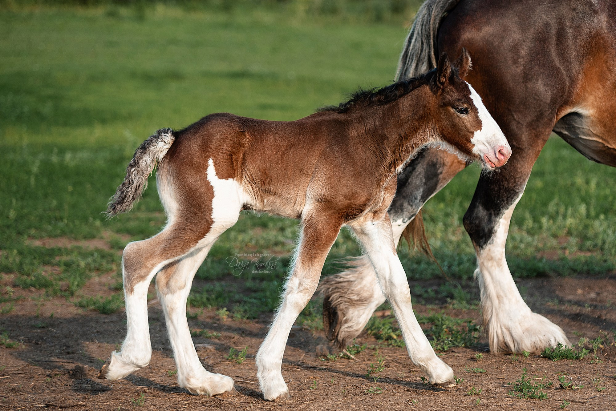 Рапунцель и Квини. Конный фотограф Куракина Дарья • Фотосессии с лошадьми