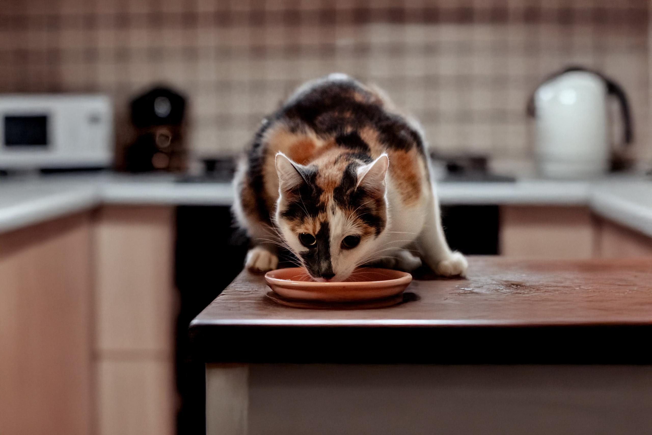 Кошки в поиске дома 2025. Фотограф-анималист Татьяна Степанова