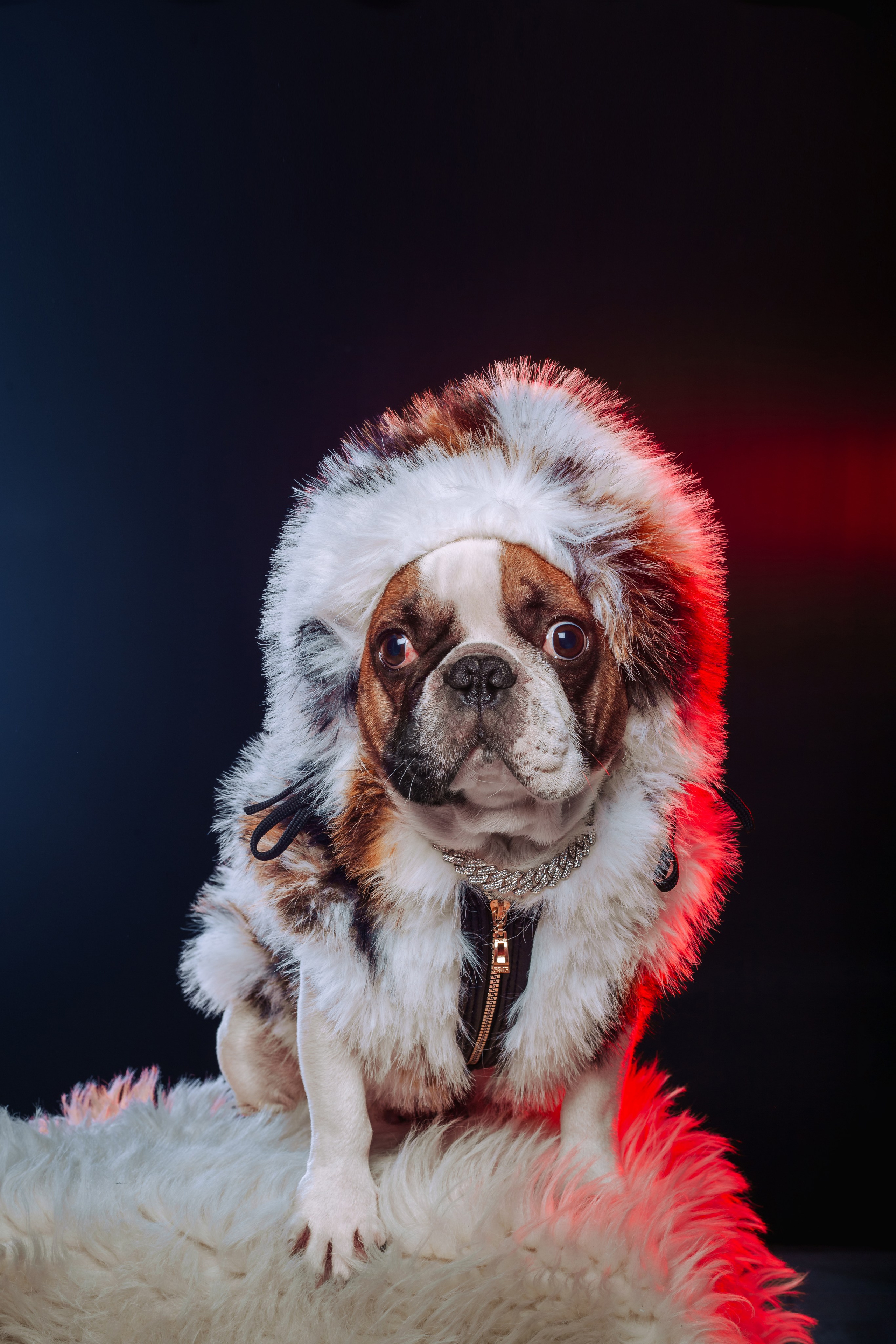 Студийная фотосессия с цветным светом. Фотограф-анималист Татьяна Степанова