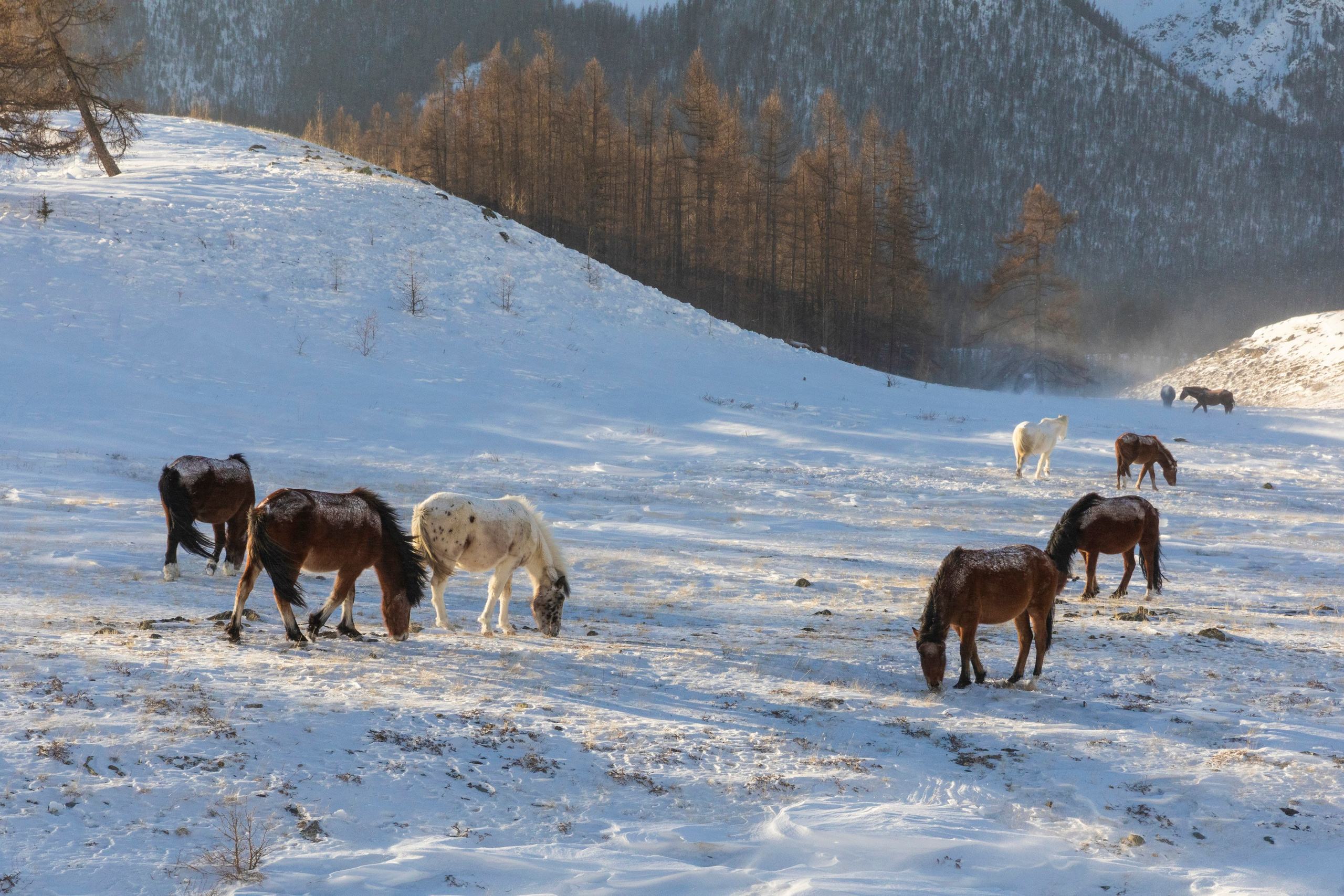 Алтай в декабре. Марина Захарова — Фотограф. Москва / Marina Zakharova — Photographer