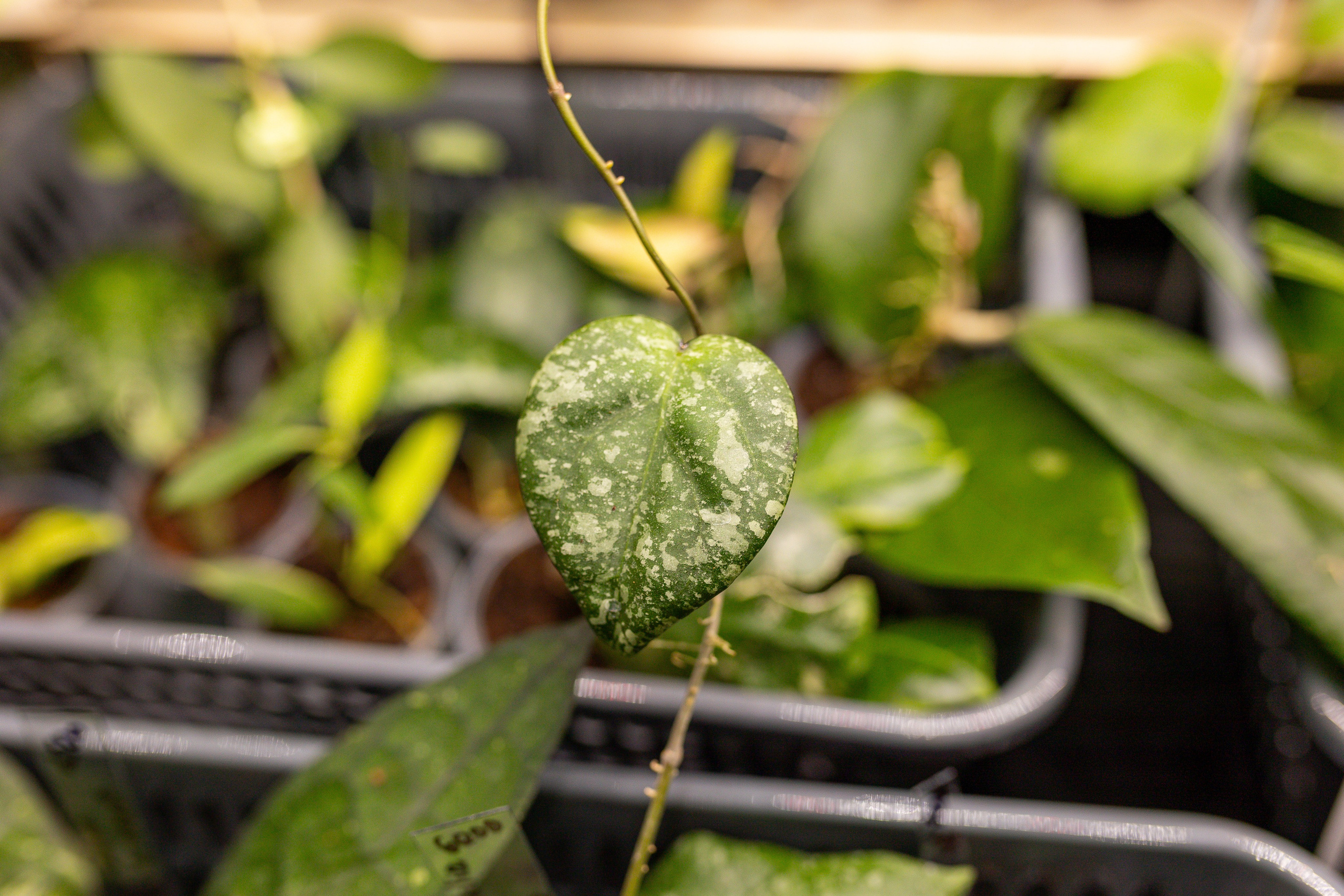 Монстериум 11–12 октября. Александра Куликова фотограф, Москва