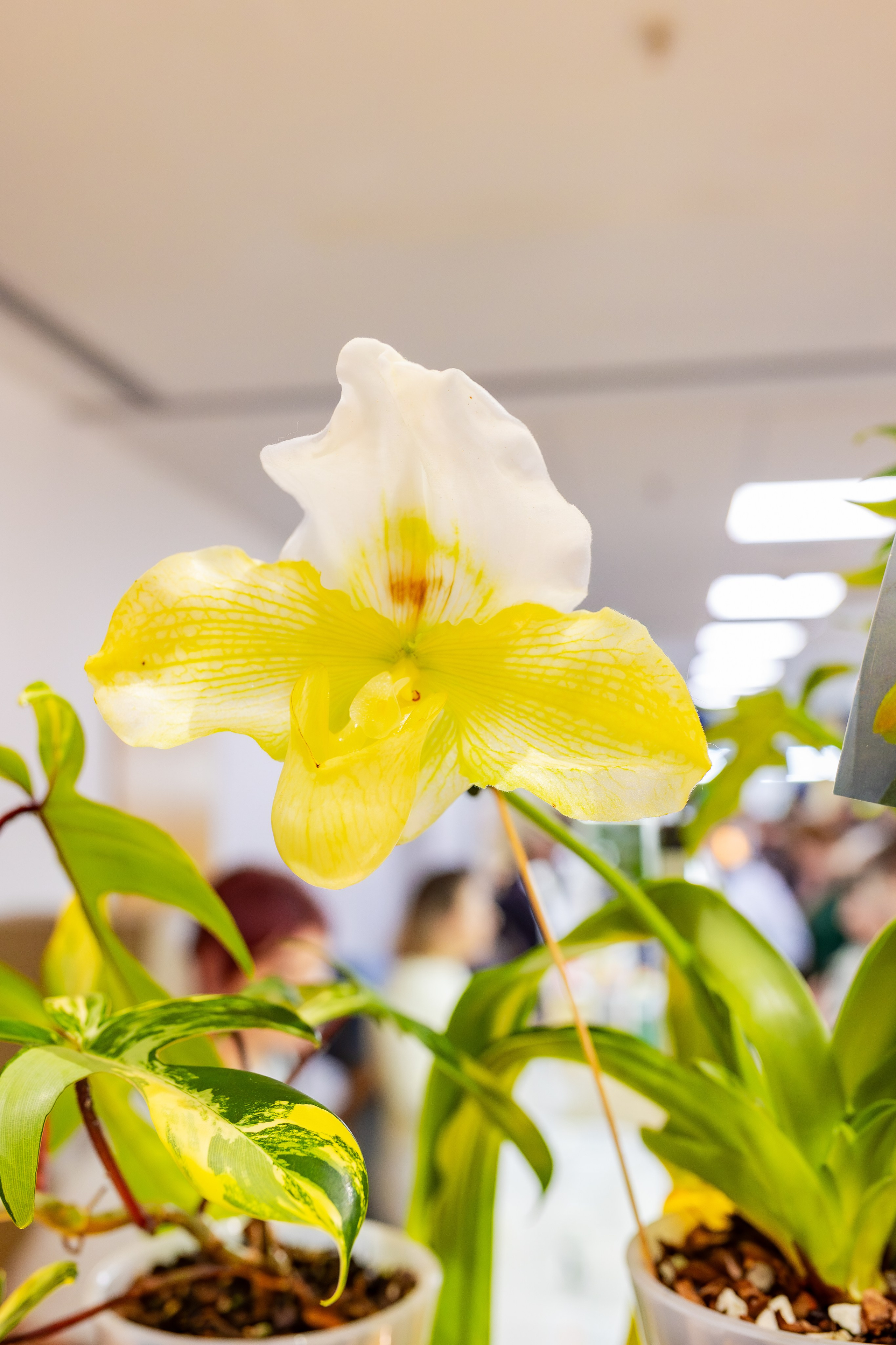 Орхидиум сентябрь 2025. Александра Куликова фотограф, Москва