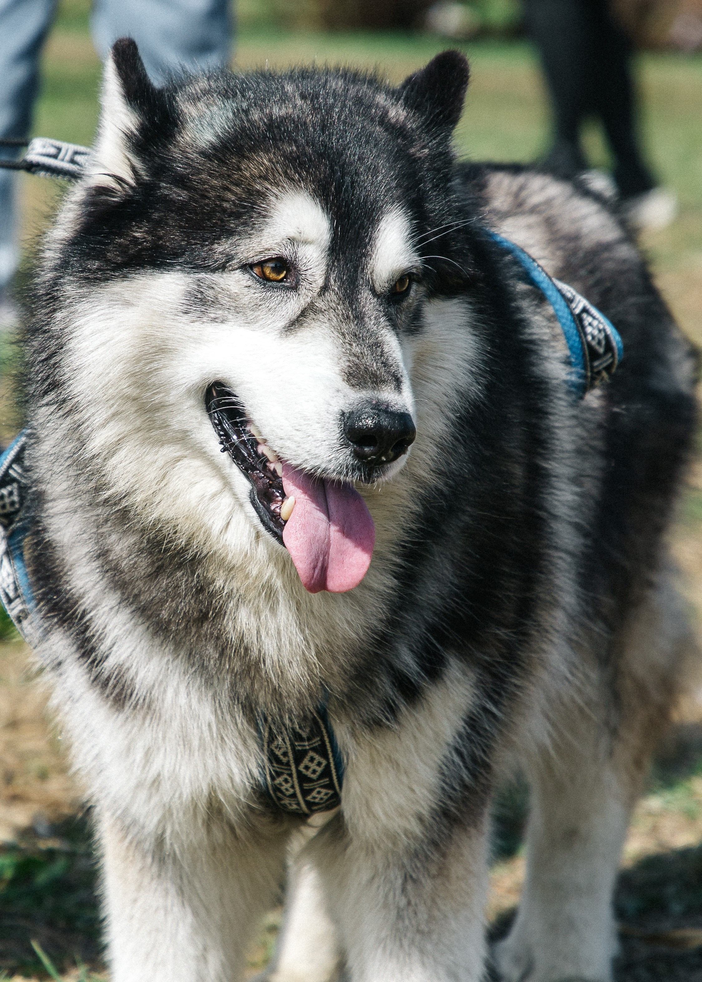 Кросс «Быстрый пёс» 2025. Репортажный фотограф в Москве