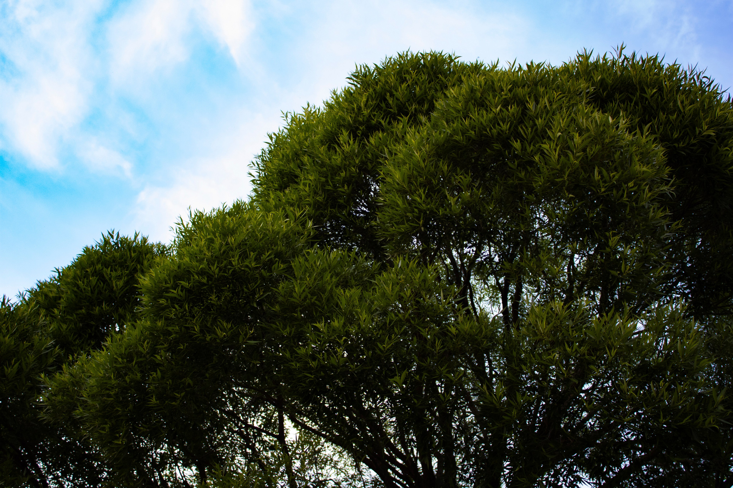 Вдохновение. Бутакова Елена фотограф в Екатеринбурге