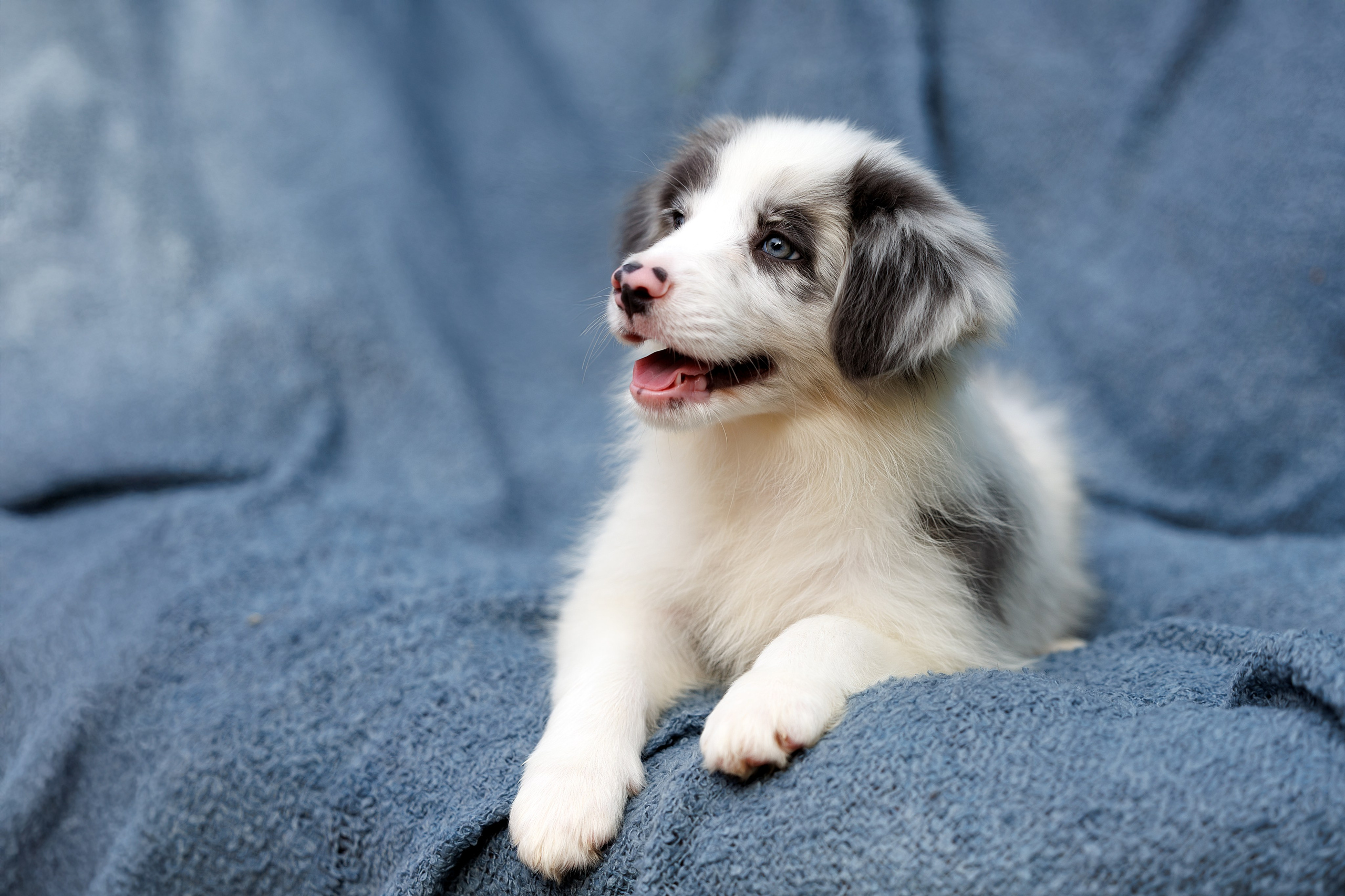 Портфолио: Фотосъёмка щенков в Москве и области — трогательные моменты. Фотограф-анималист и бренд-фотограф в Москве | Фотография собак, людей, бизнес-портрет