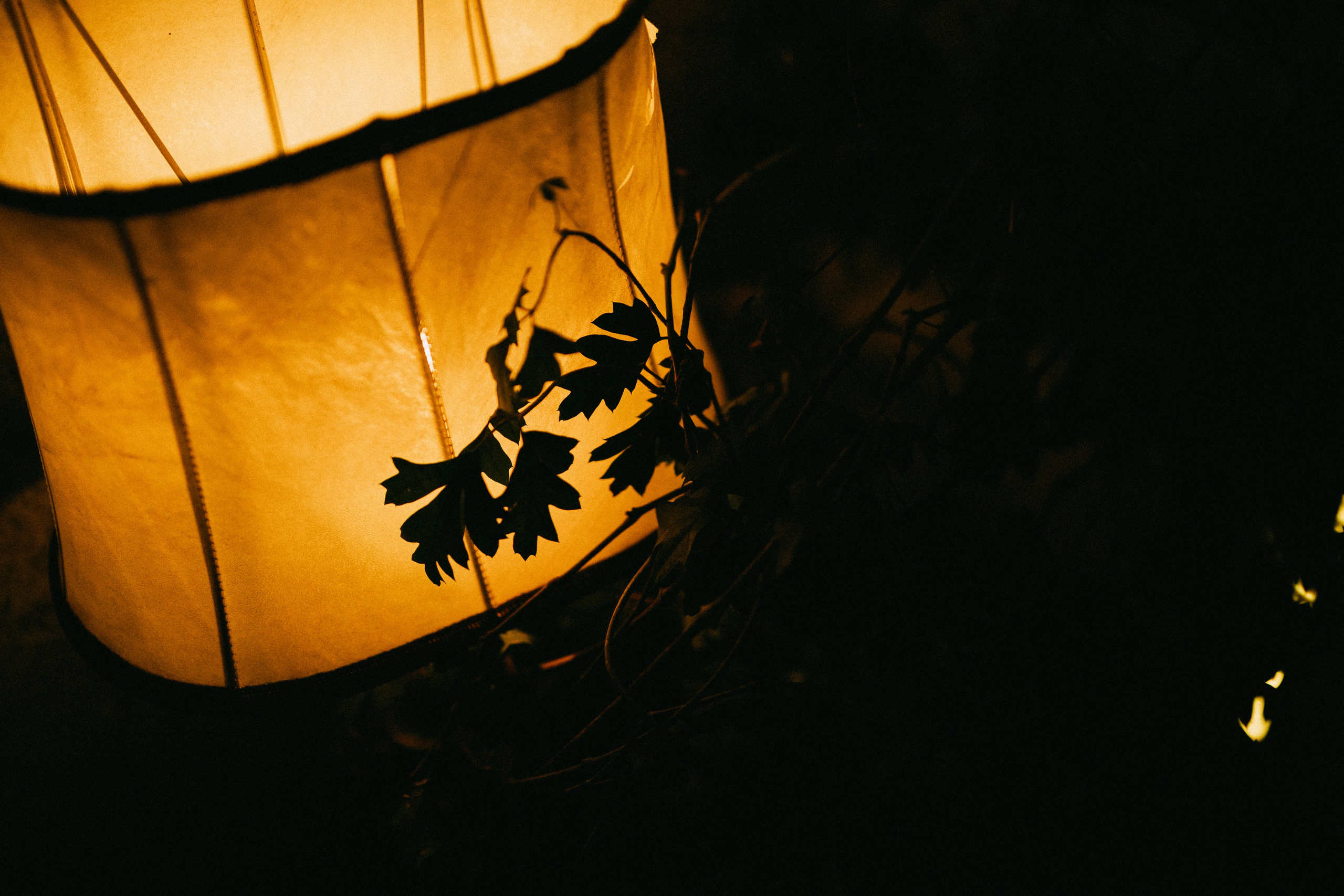 Настя и Денис. Daria Chigintseva Photographer