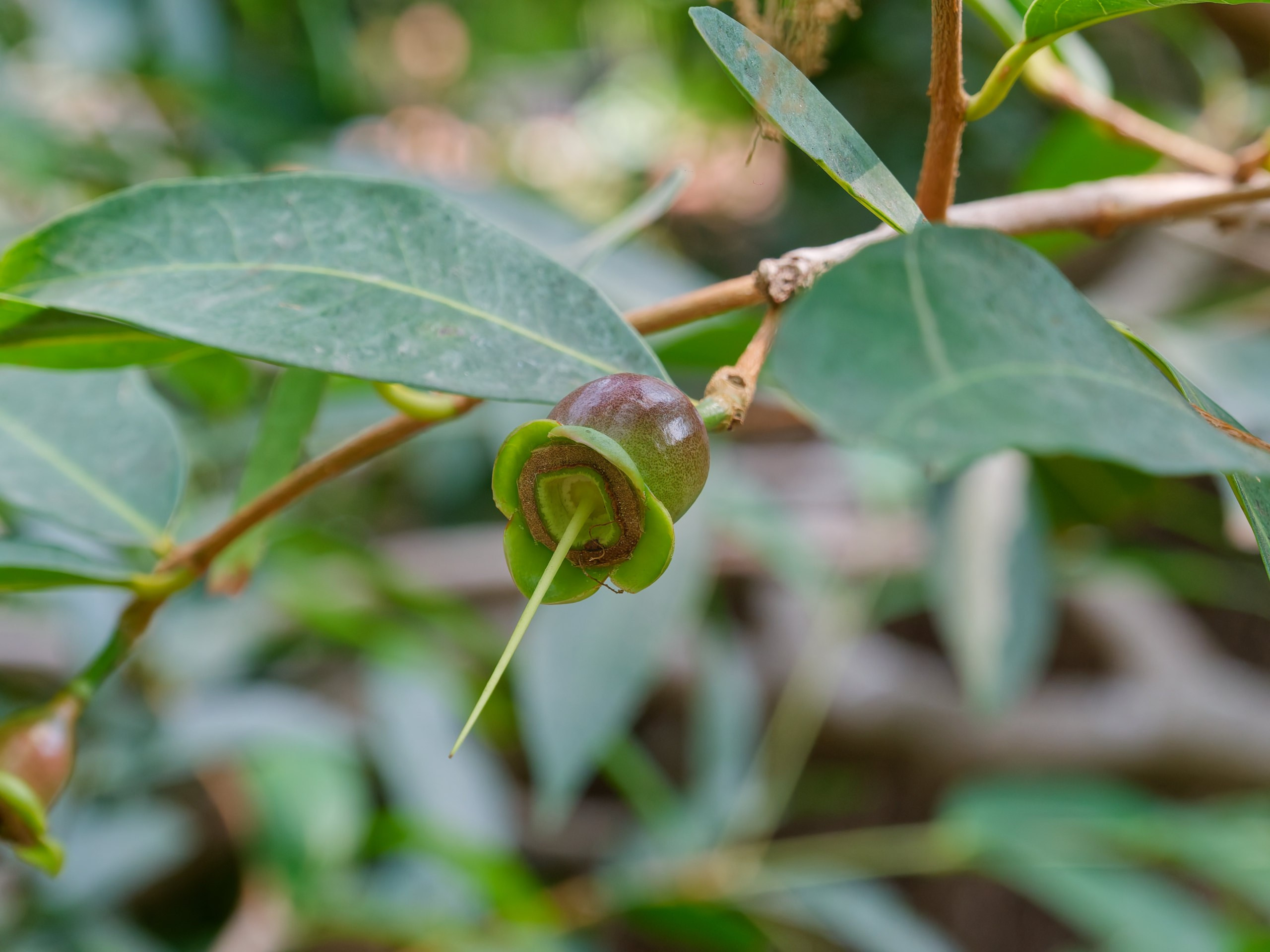 Хайнань 2026, флора, цветы и деревья. Фотопрогулки по Миру