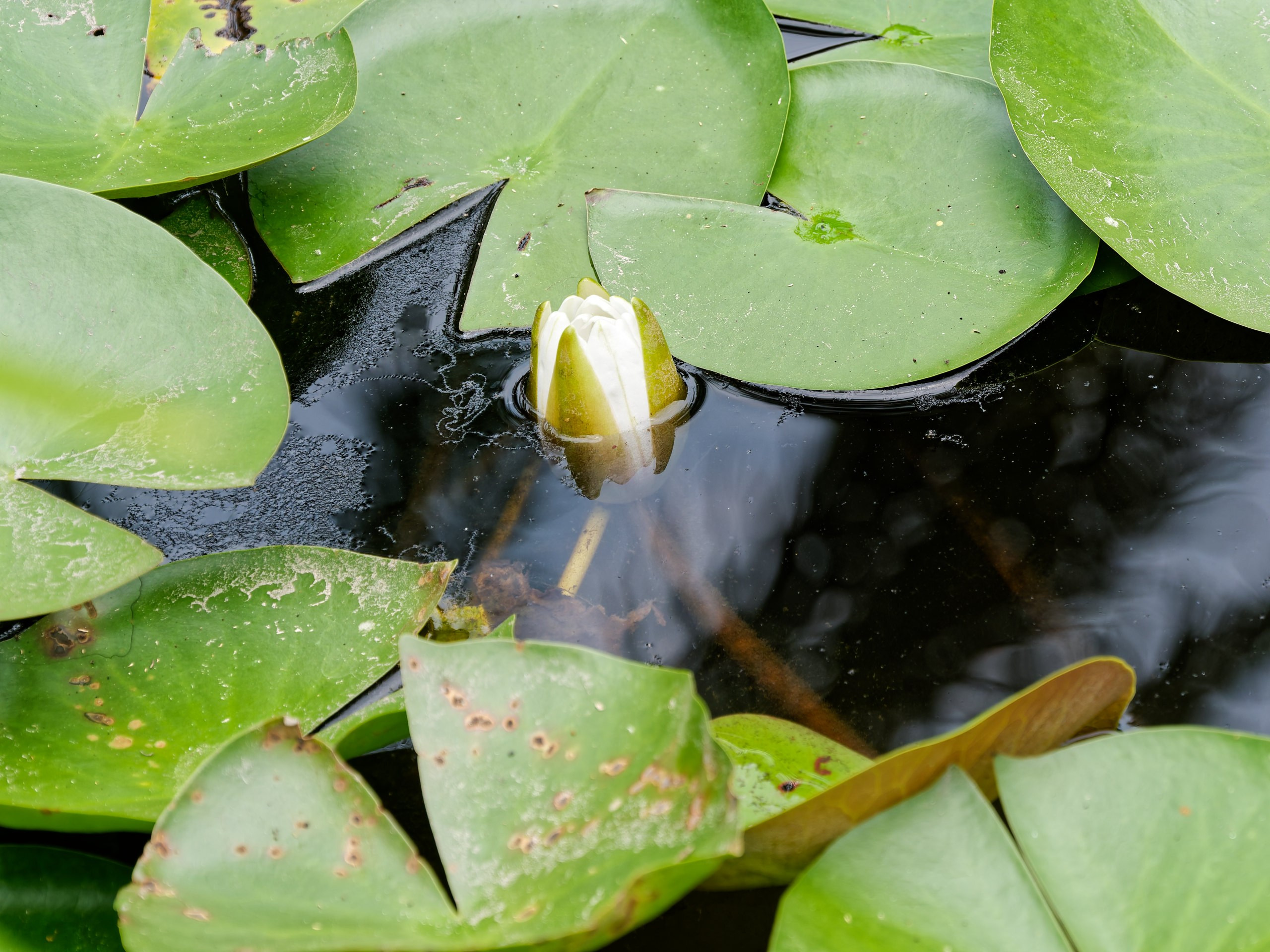 Хайнань 2026, флора, цветы и деревья. Фотопрогулки по Миру