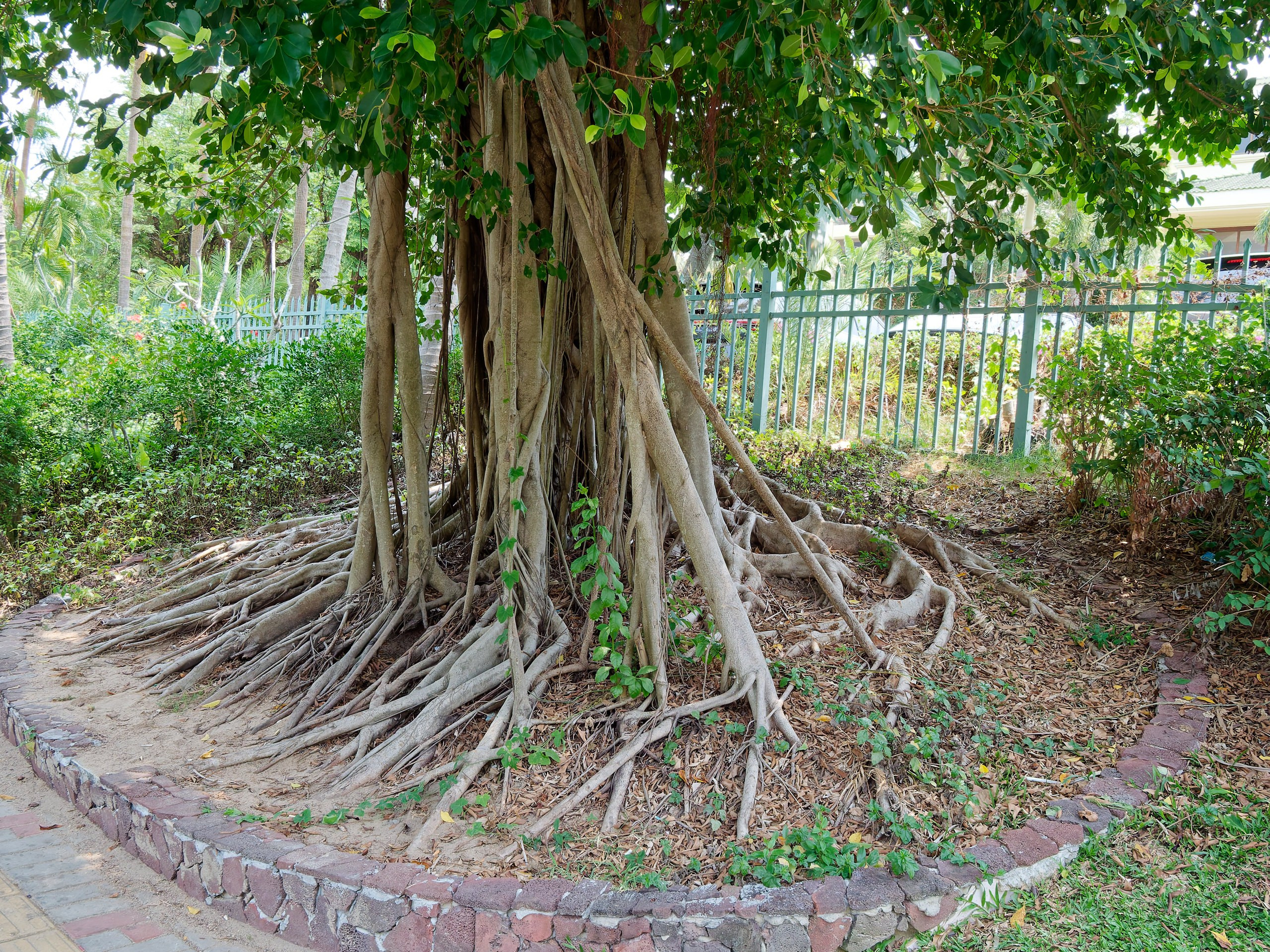 Хайнань 2026, флора, цветы и деревья. Фотопрогулки по Миру