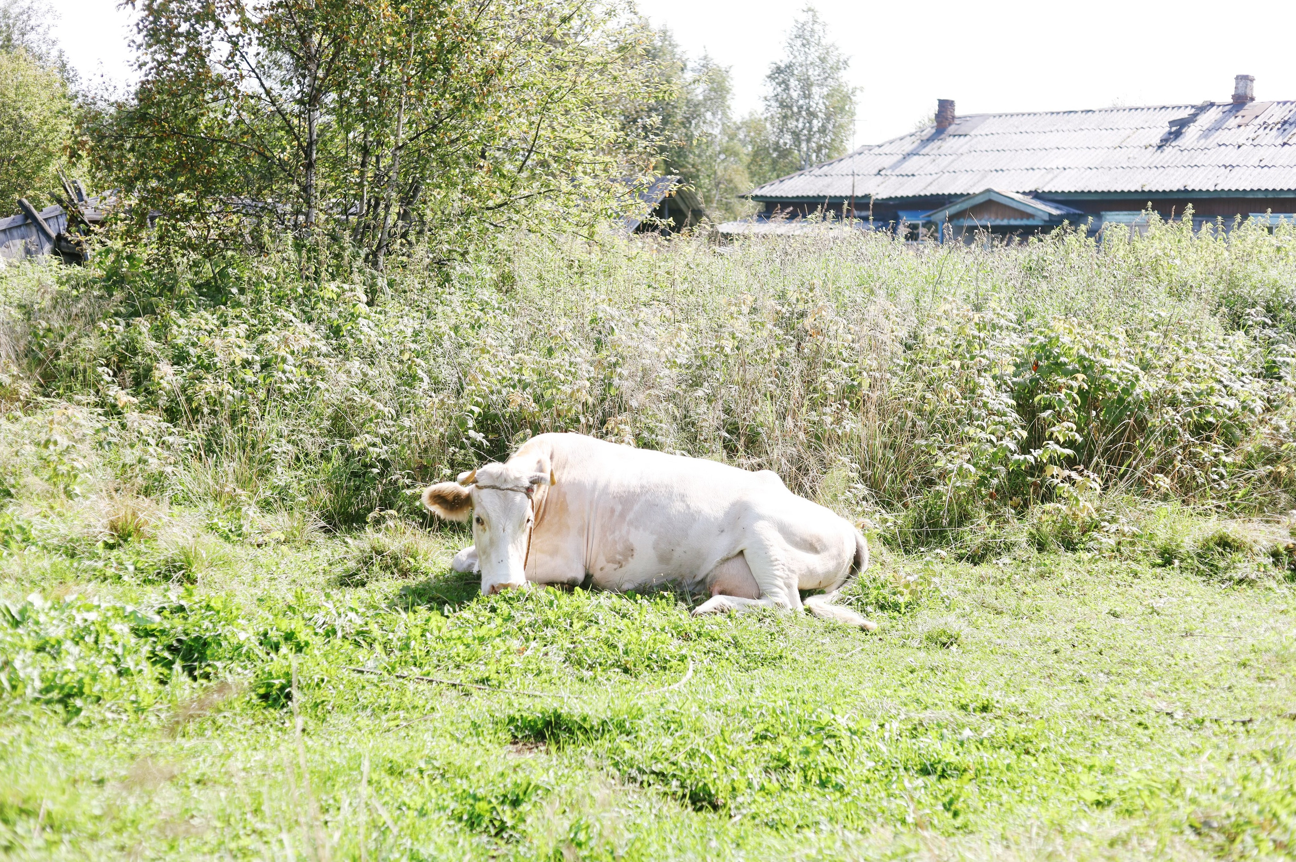 Лето 2024 / домики. 1642 — первый лагерь для взрослых на Байкале