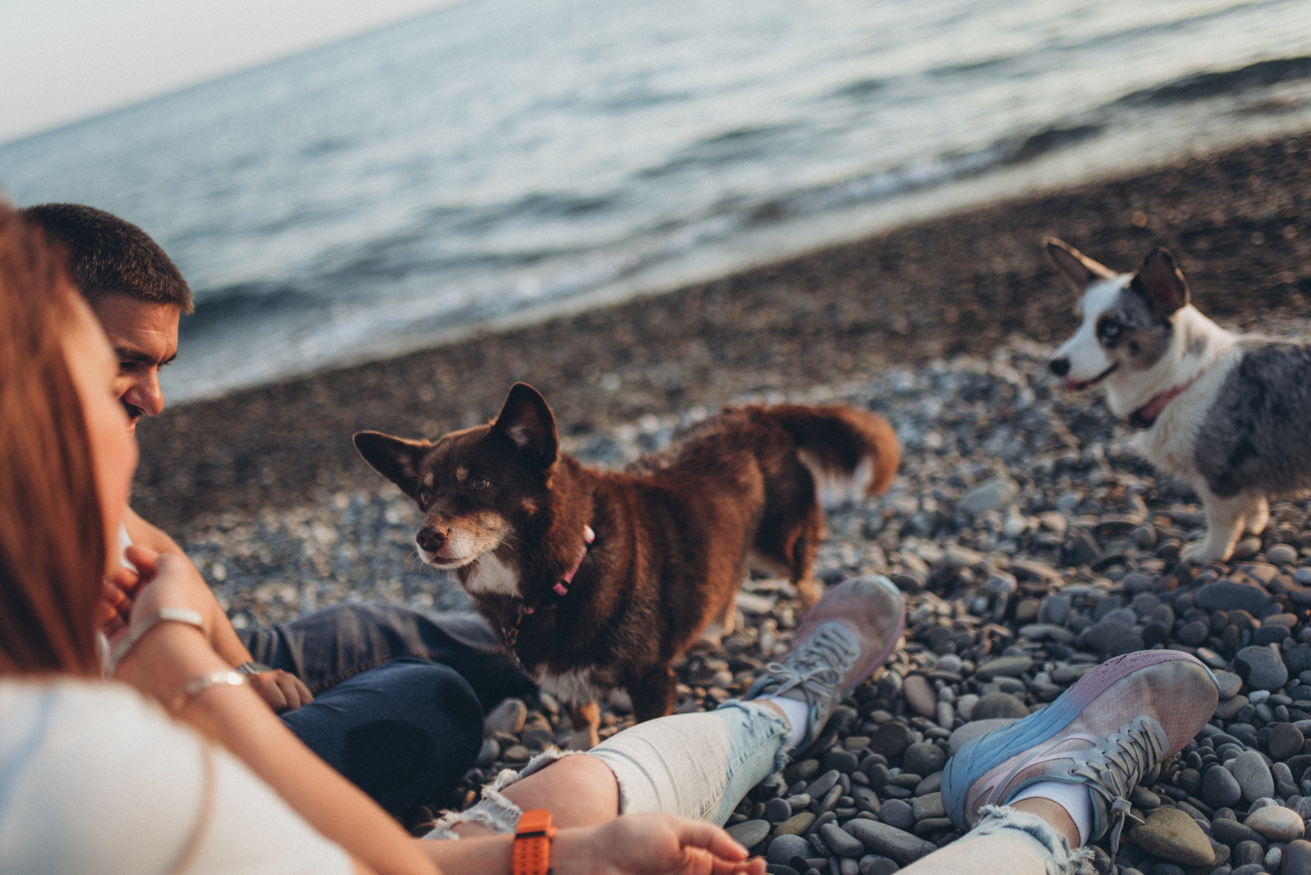 🐕 Катя и Дима 🐕. Фотограф в Сочи — Маргарита Поганова