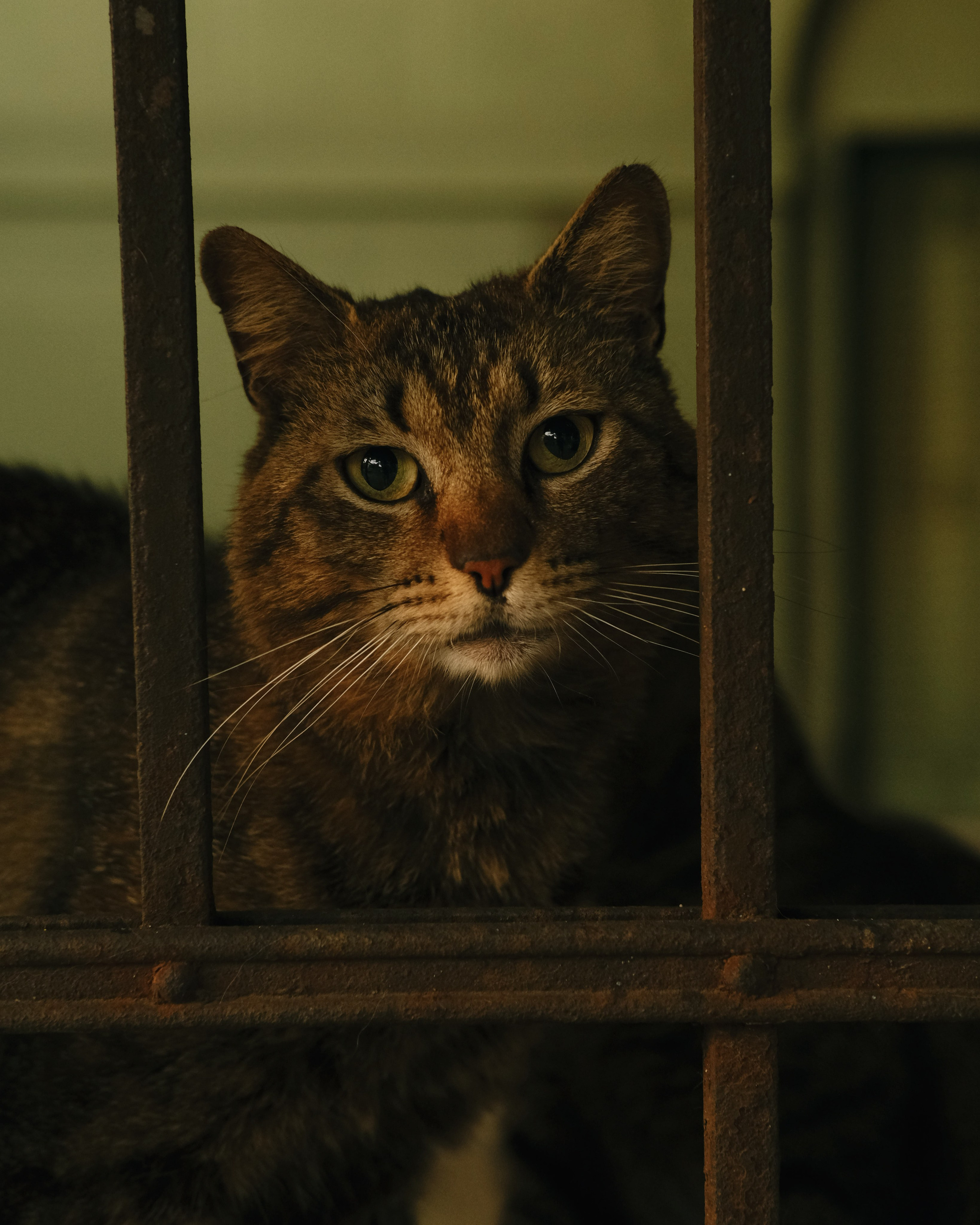 Animals. Sasha Shu — retoucher and photographer