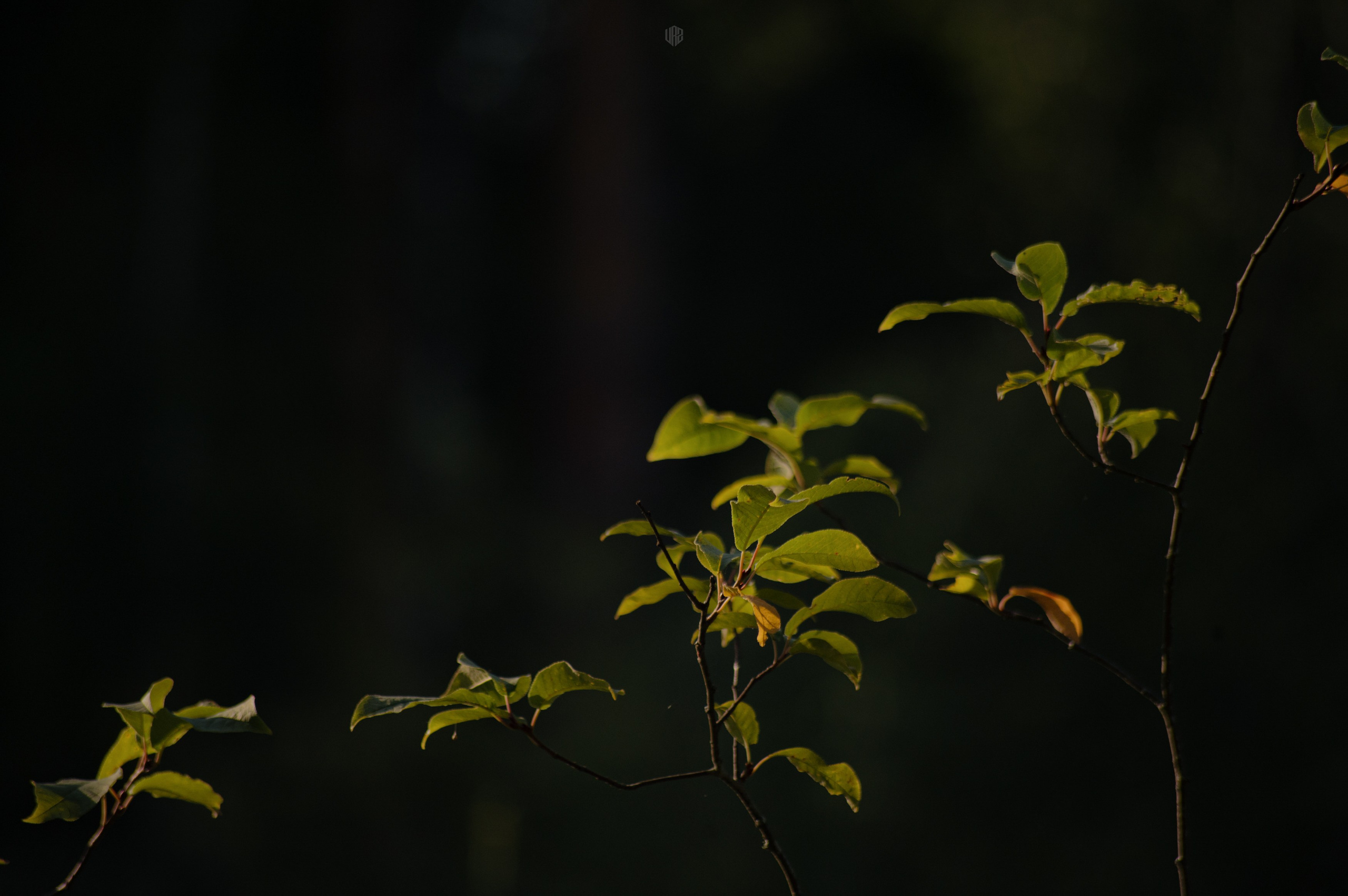 METADREAMS 2024. Контент фотограф Илья Урс