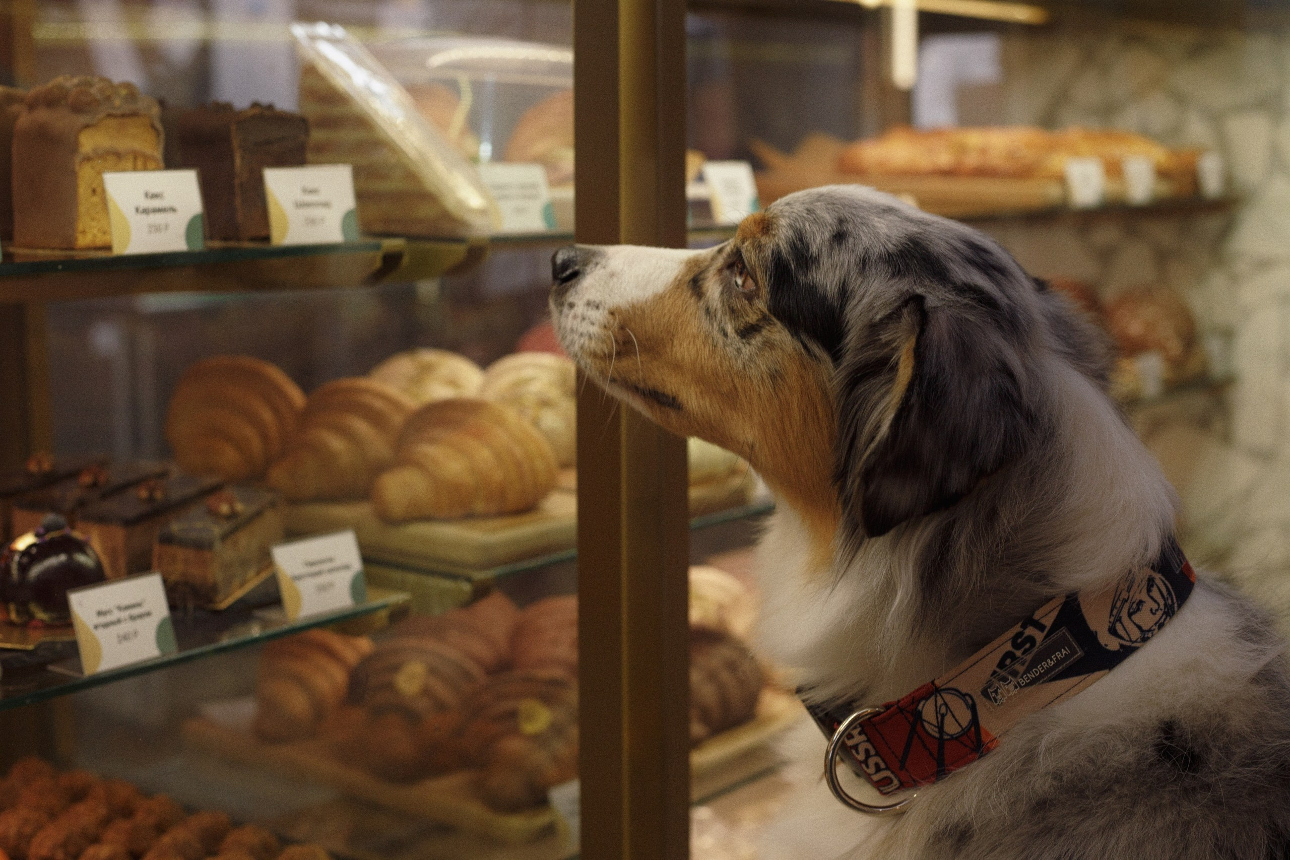 Фотограф-анималист в Калуге Мария Шерскова
