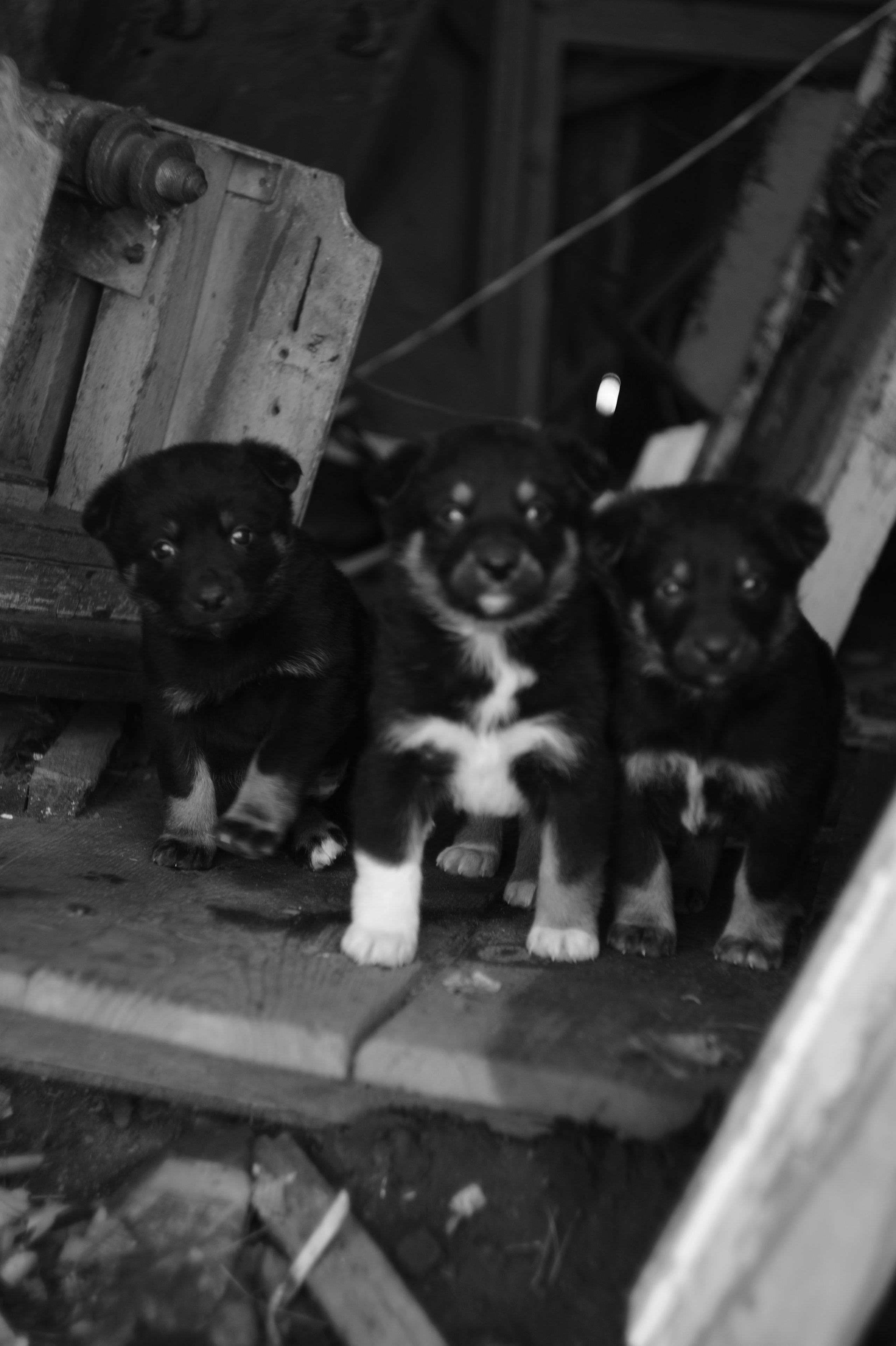 Dogs. Профессиональный фотограф