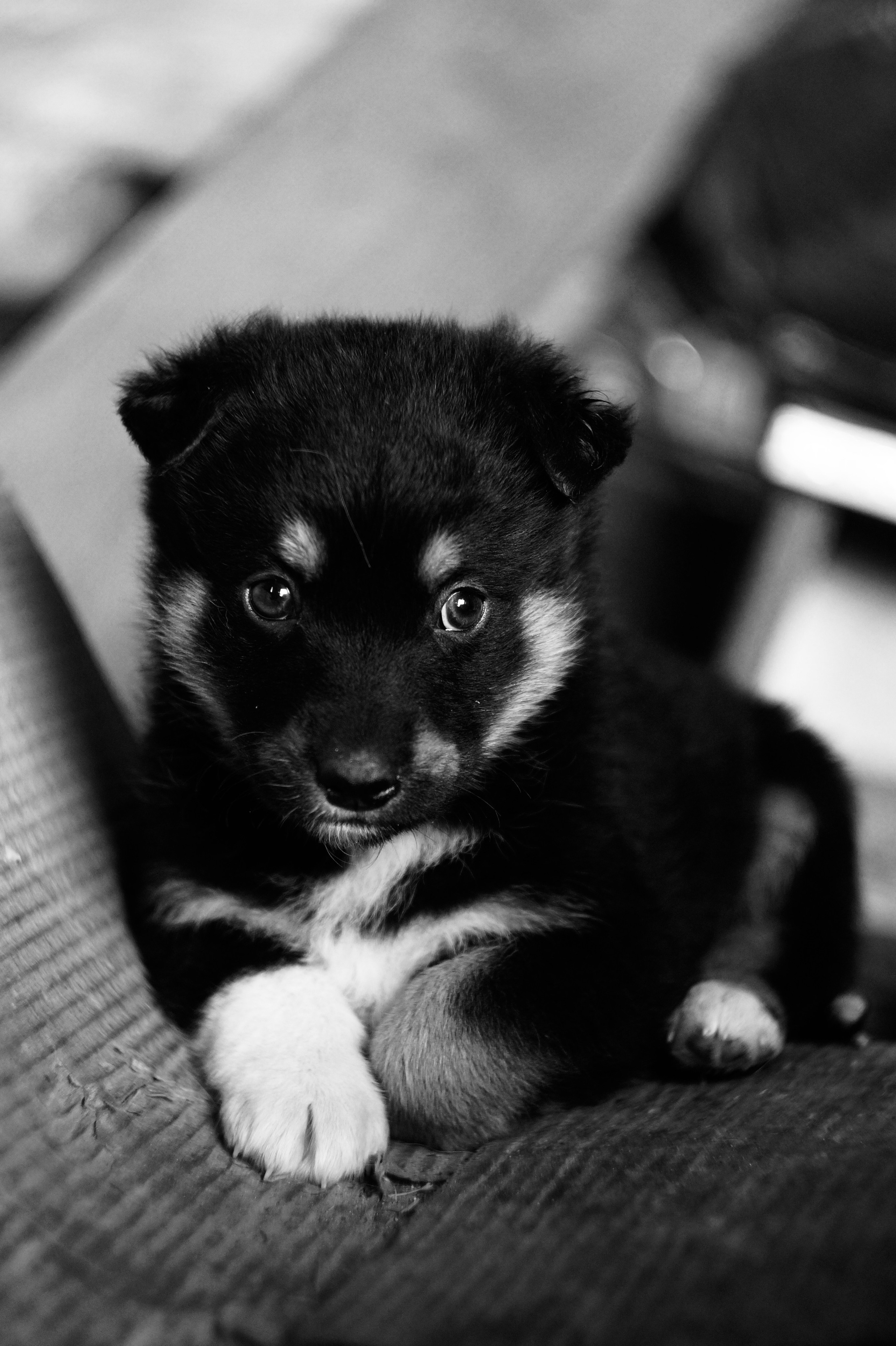 Dogs. Профессиональный фотограф