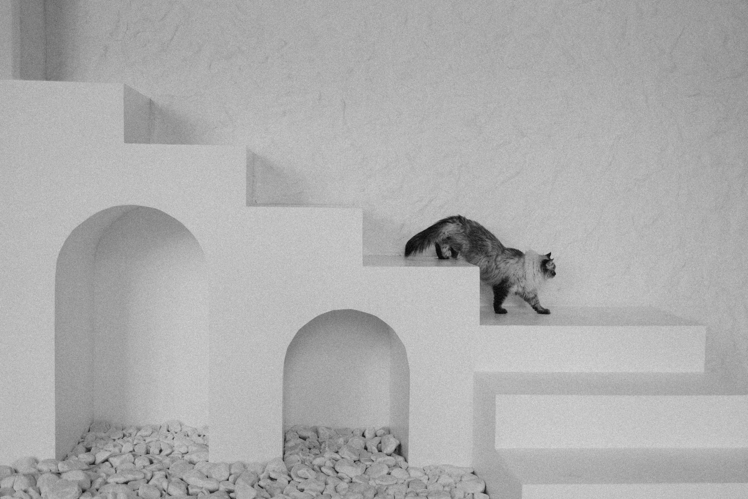 Камилла и ее девочки. Фотограф — Анималист | Санкт-Петербург