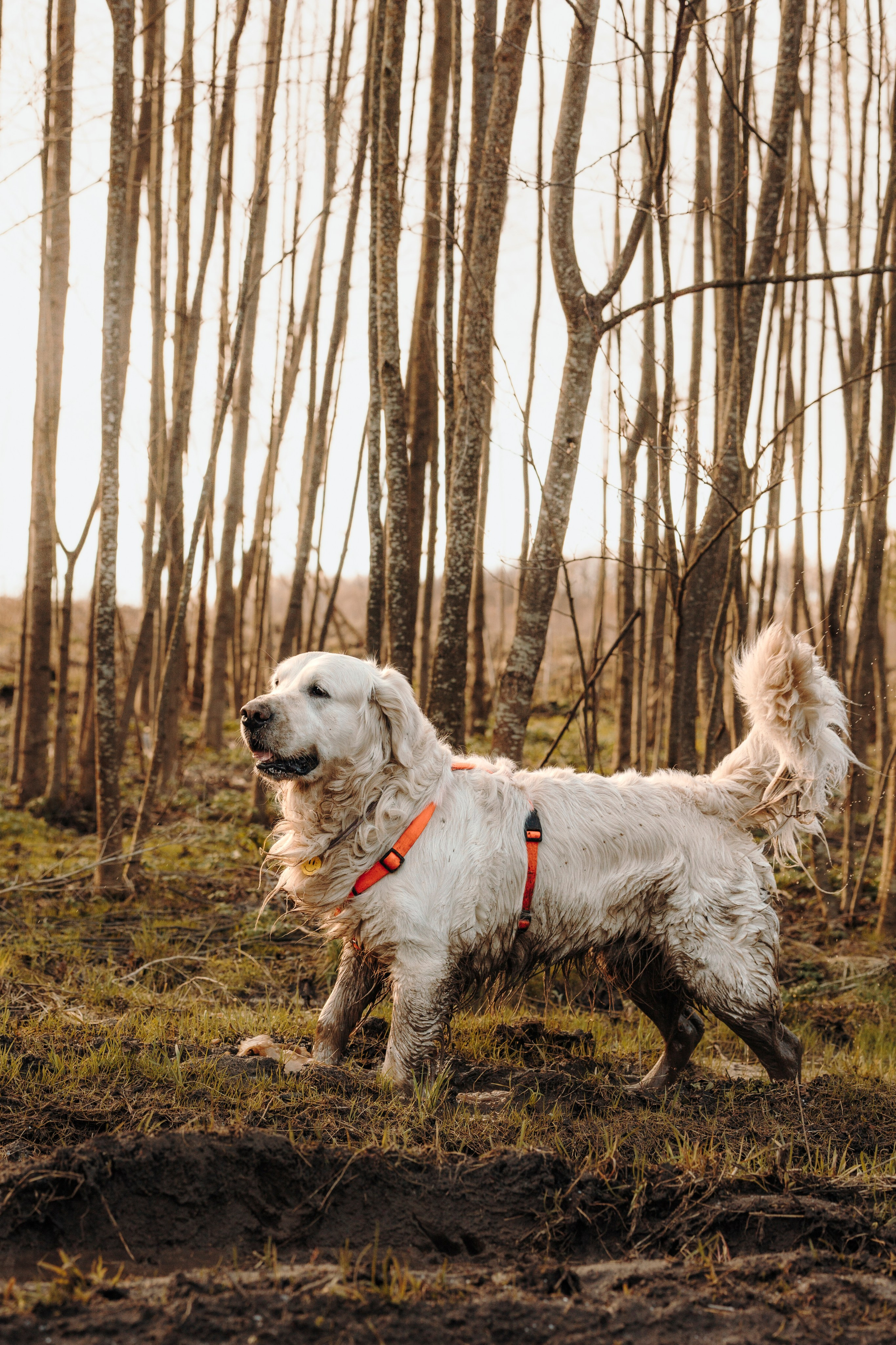 Смена в «DogCamp». Анастасия Белаш
