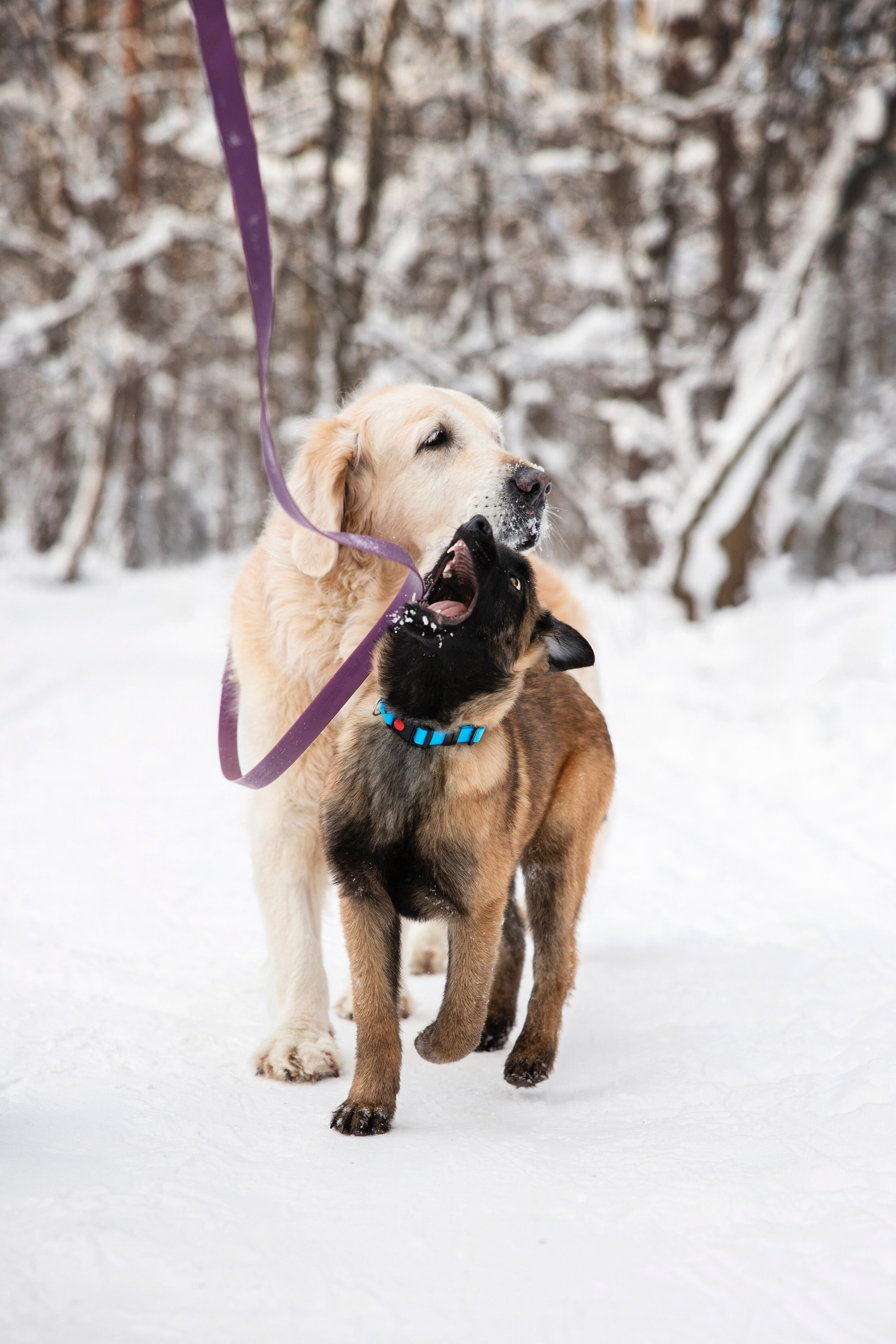 Бэлла и Панда. Анастасия Белаш