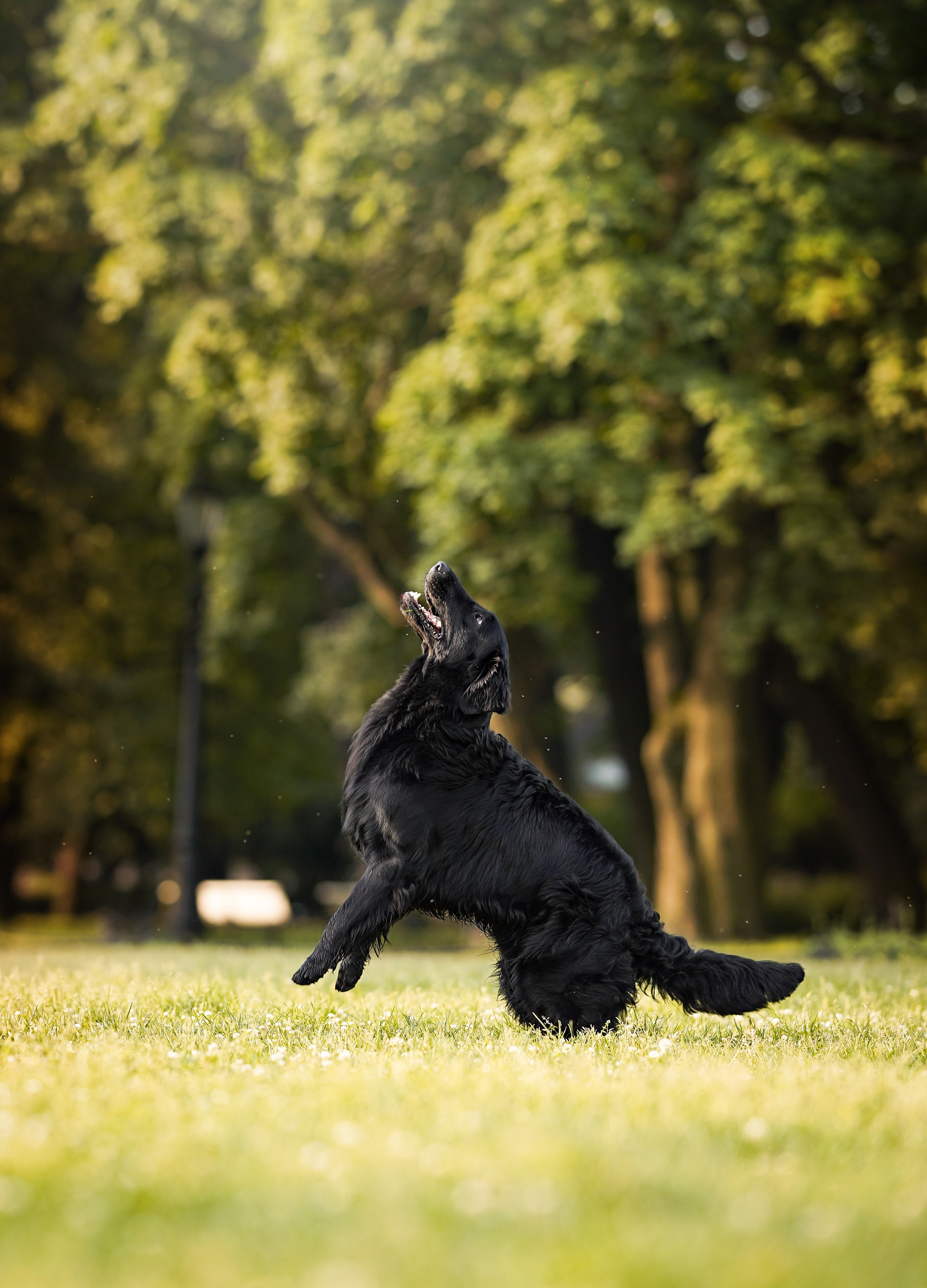 Анна и Мустик. Фотограф-анималист в Санкт-Петербурге Яна Мартынова