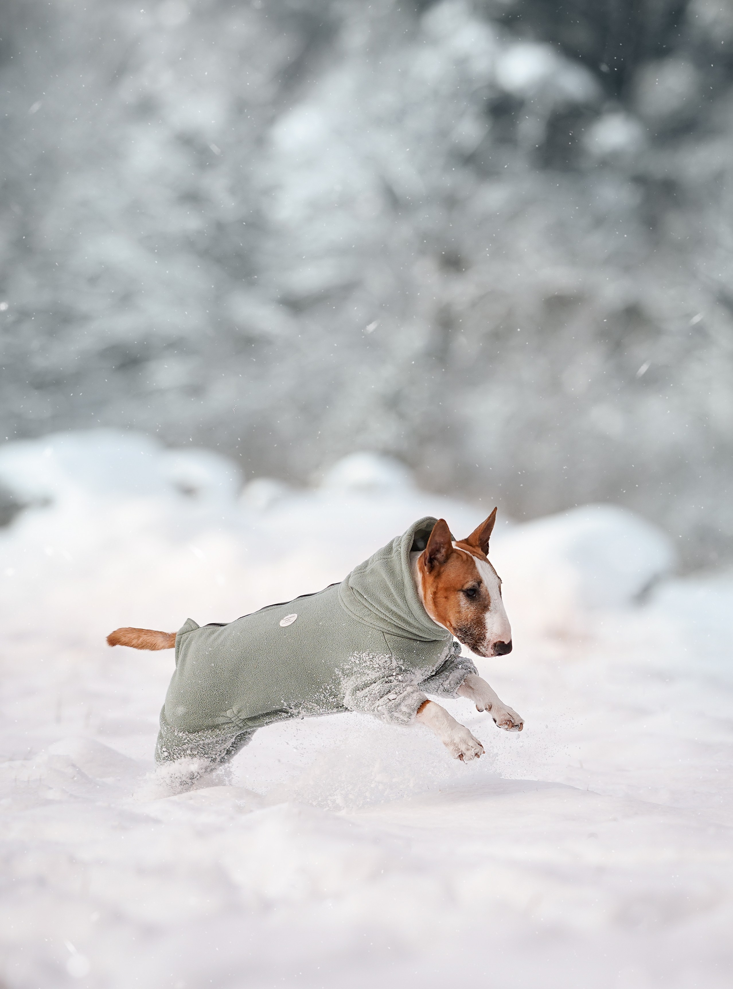 Панда и Юни Карелия. Фотограф-анималист в Санкт-Петербурге Яна Мартынова