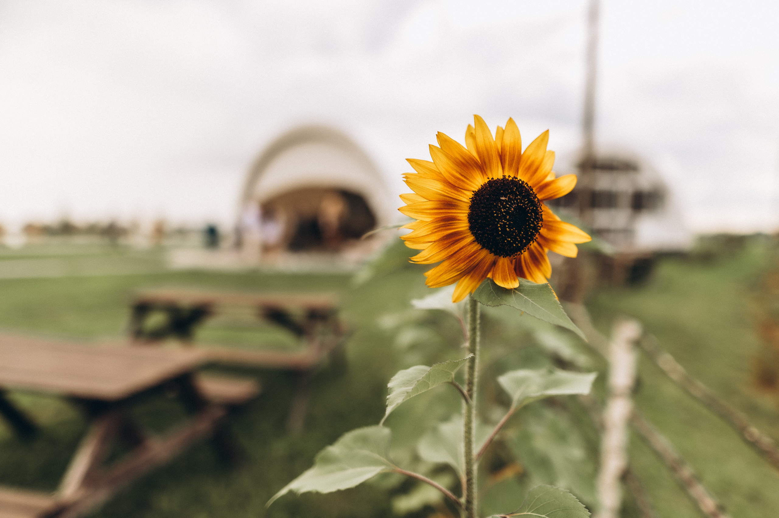 Свадьба в стиле Бохо (банкет). Фотограф ПИТЕР СПБ Надежда Баранова