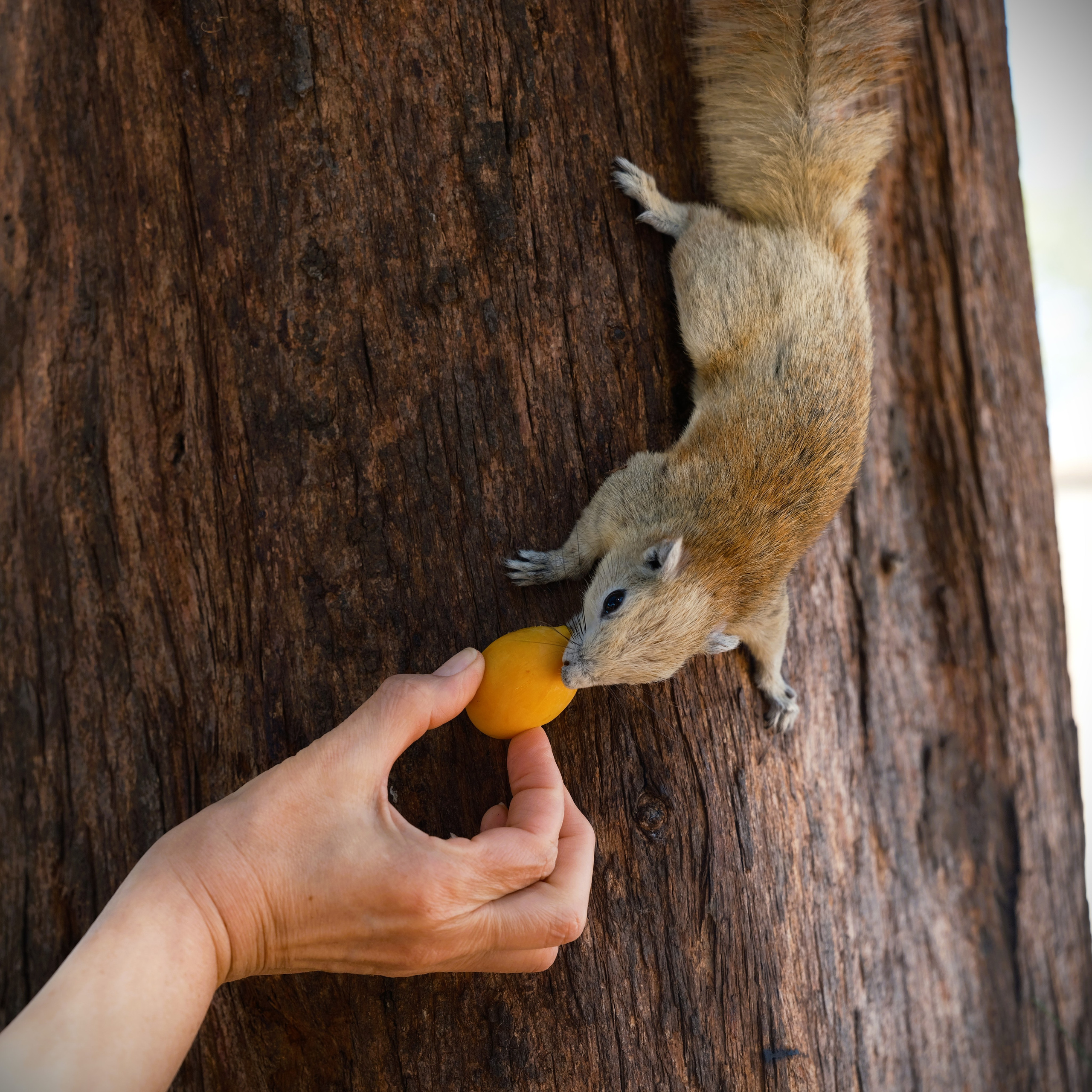 Белка. Тайская белка