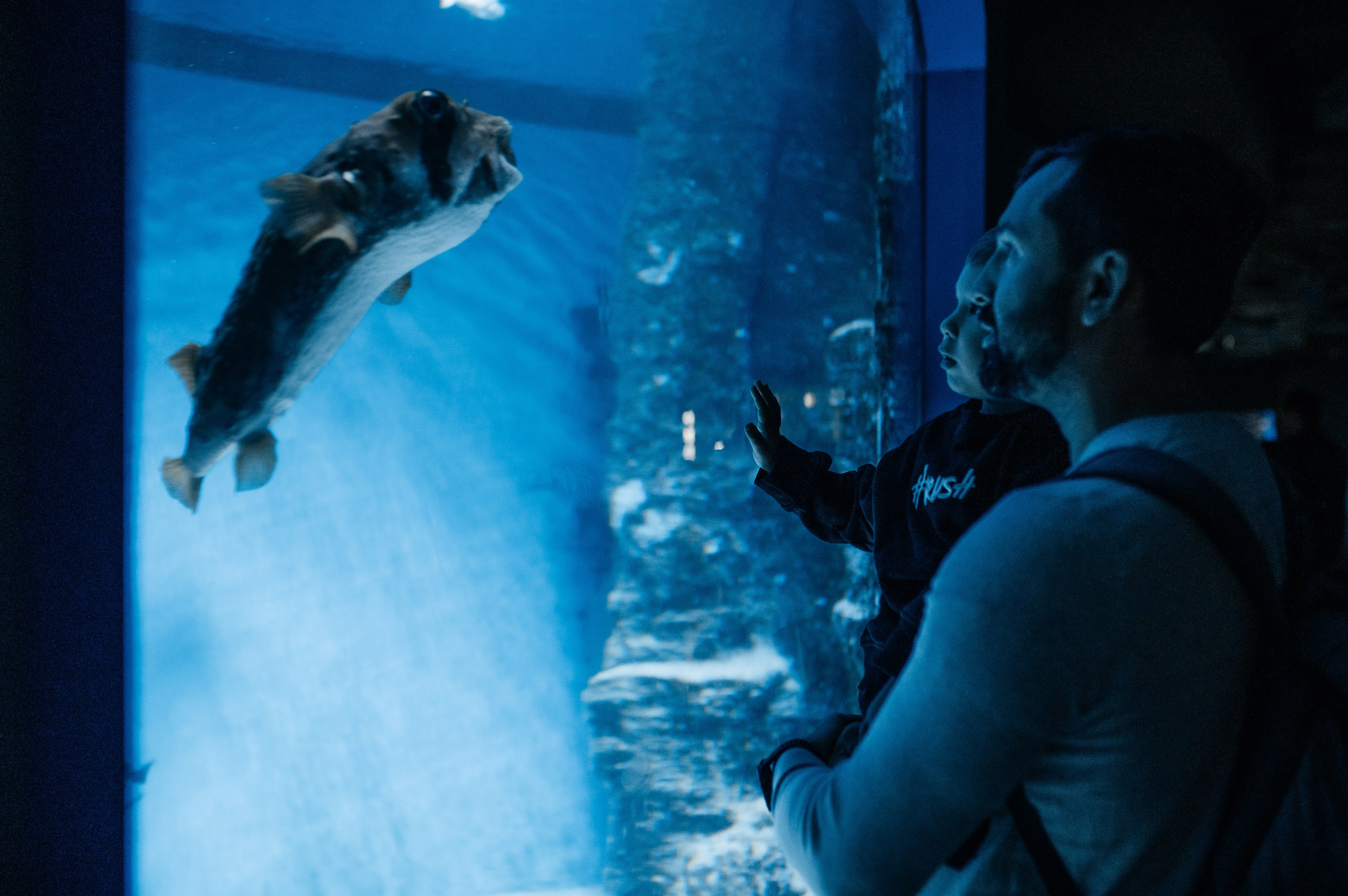 Маленький человек среди огромных рыб. Главная