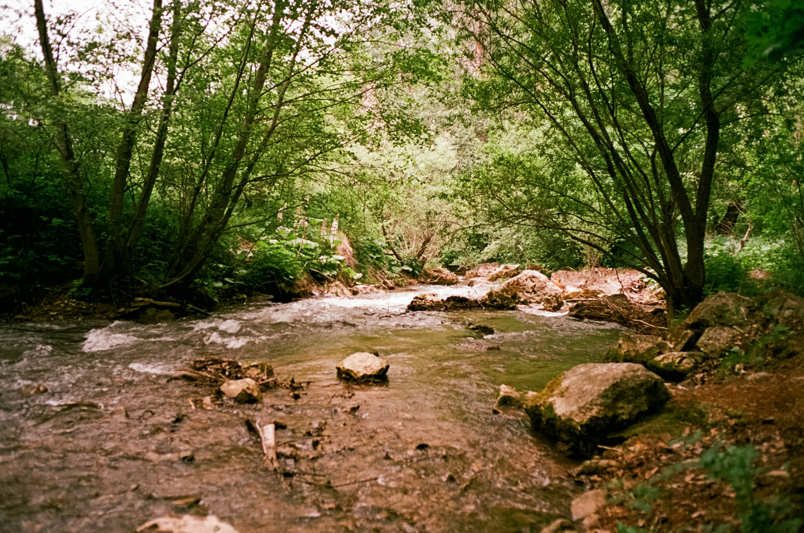 Кисловодск, дорога в сторону метеостанции, туман, лошади / Voigtlander