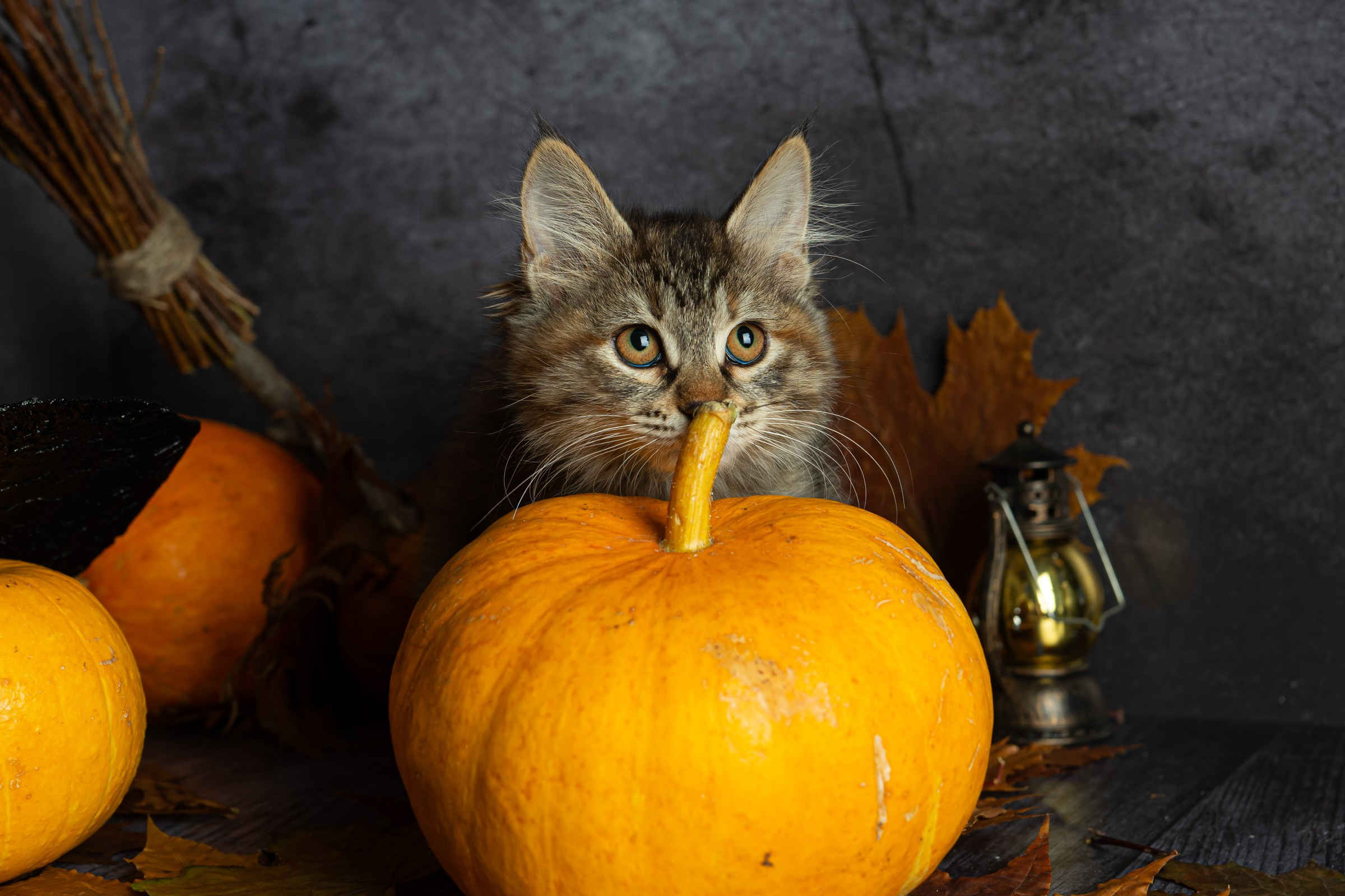 Курильский бобтейл. Фотограф на Камчатке Анна Моргачёва. Семейные и детские съёмки