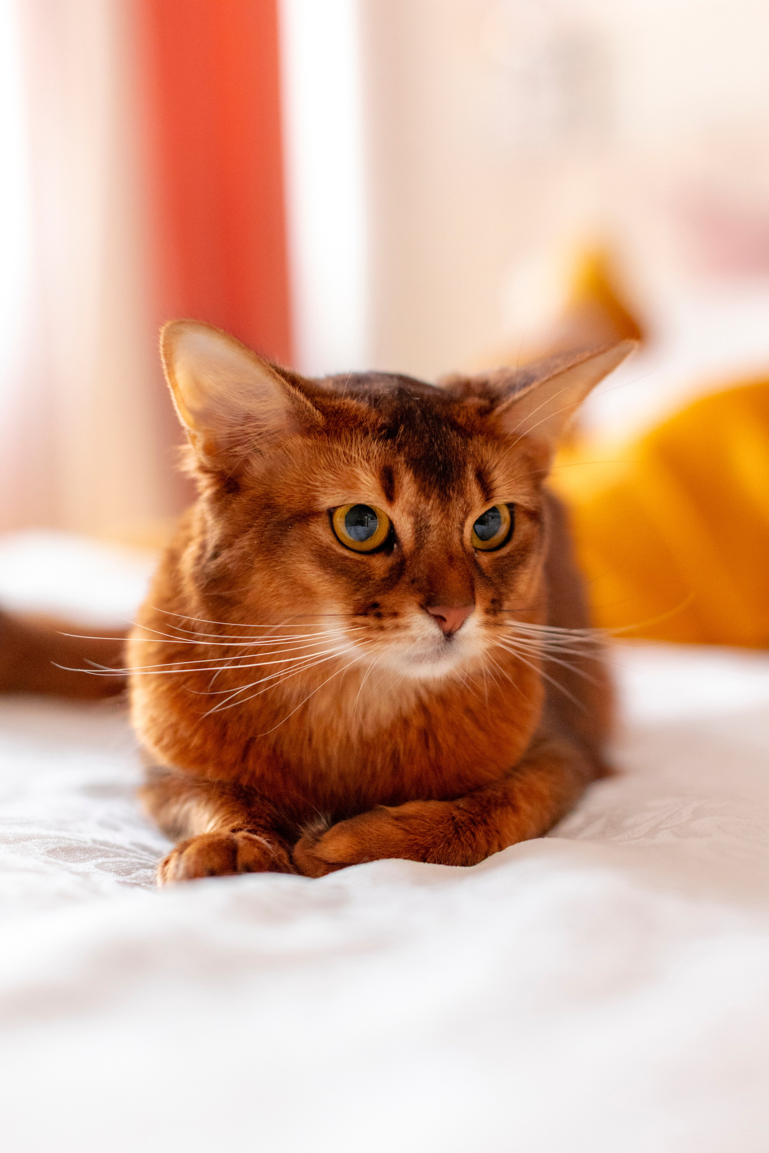 Сомали. Art my Pho