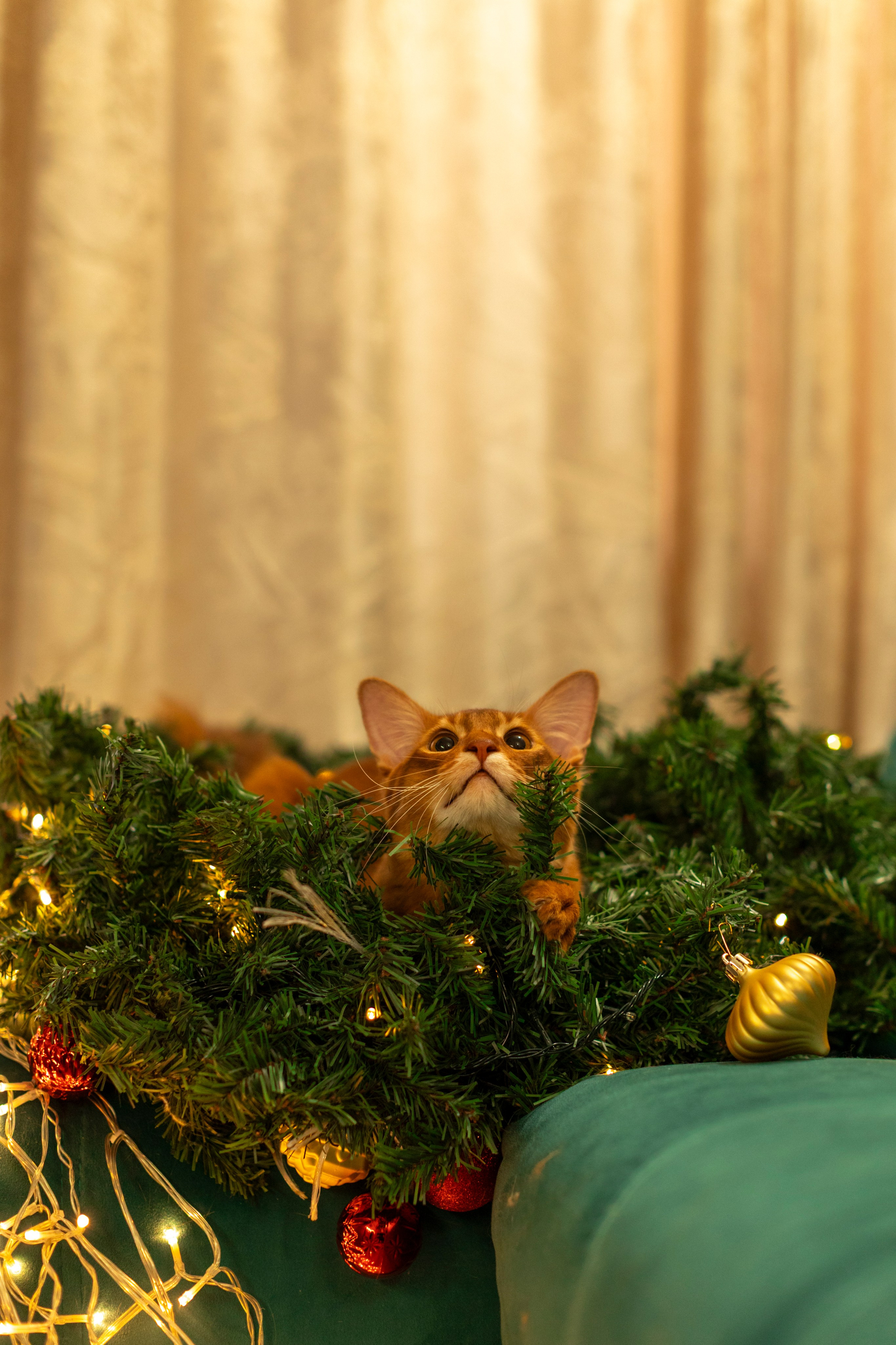 Сомали. Art my Pho