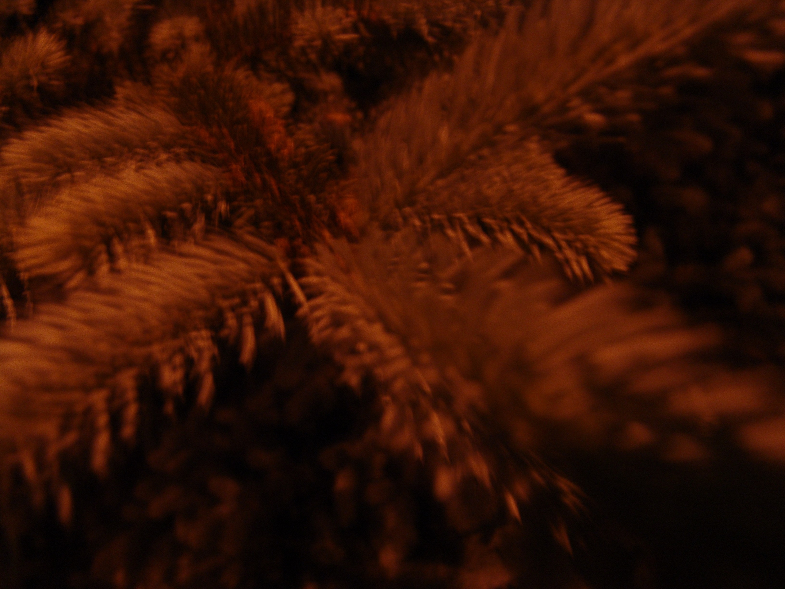 4 06 2005 Канева. Заставка