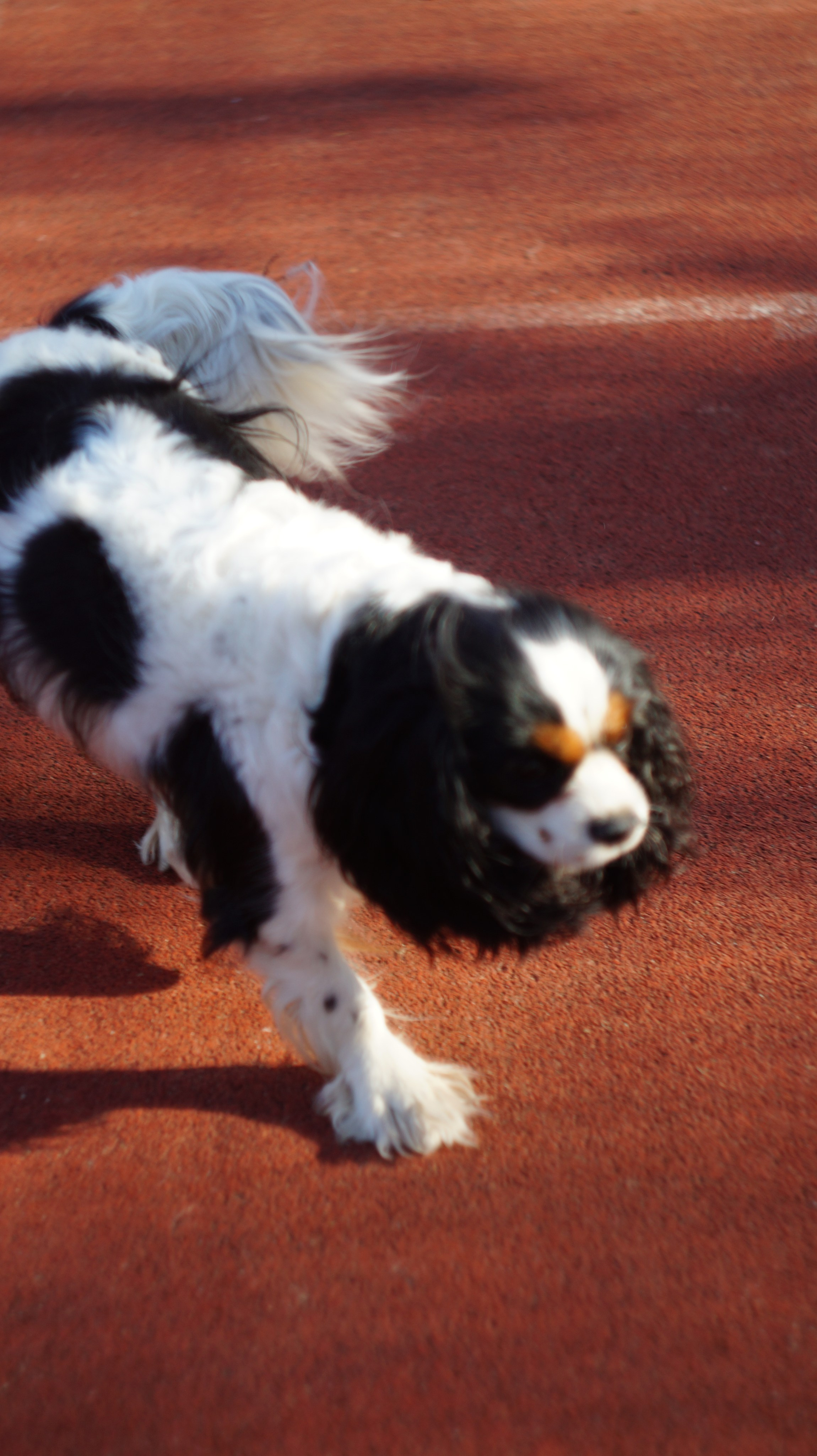 Dogs street. Профессиональный фотограф