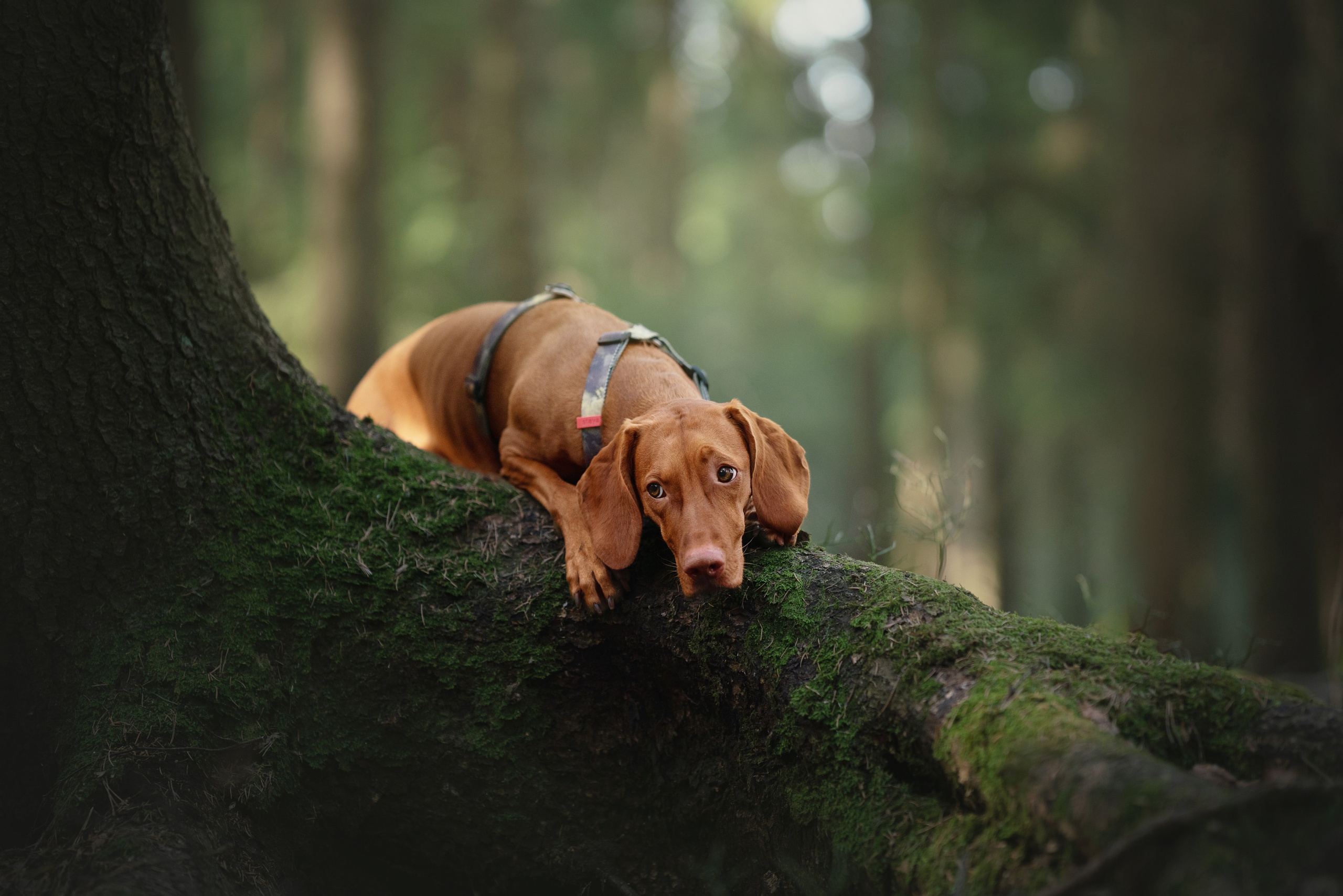 Трисс. Фотограф анималист Осипчикова Мария