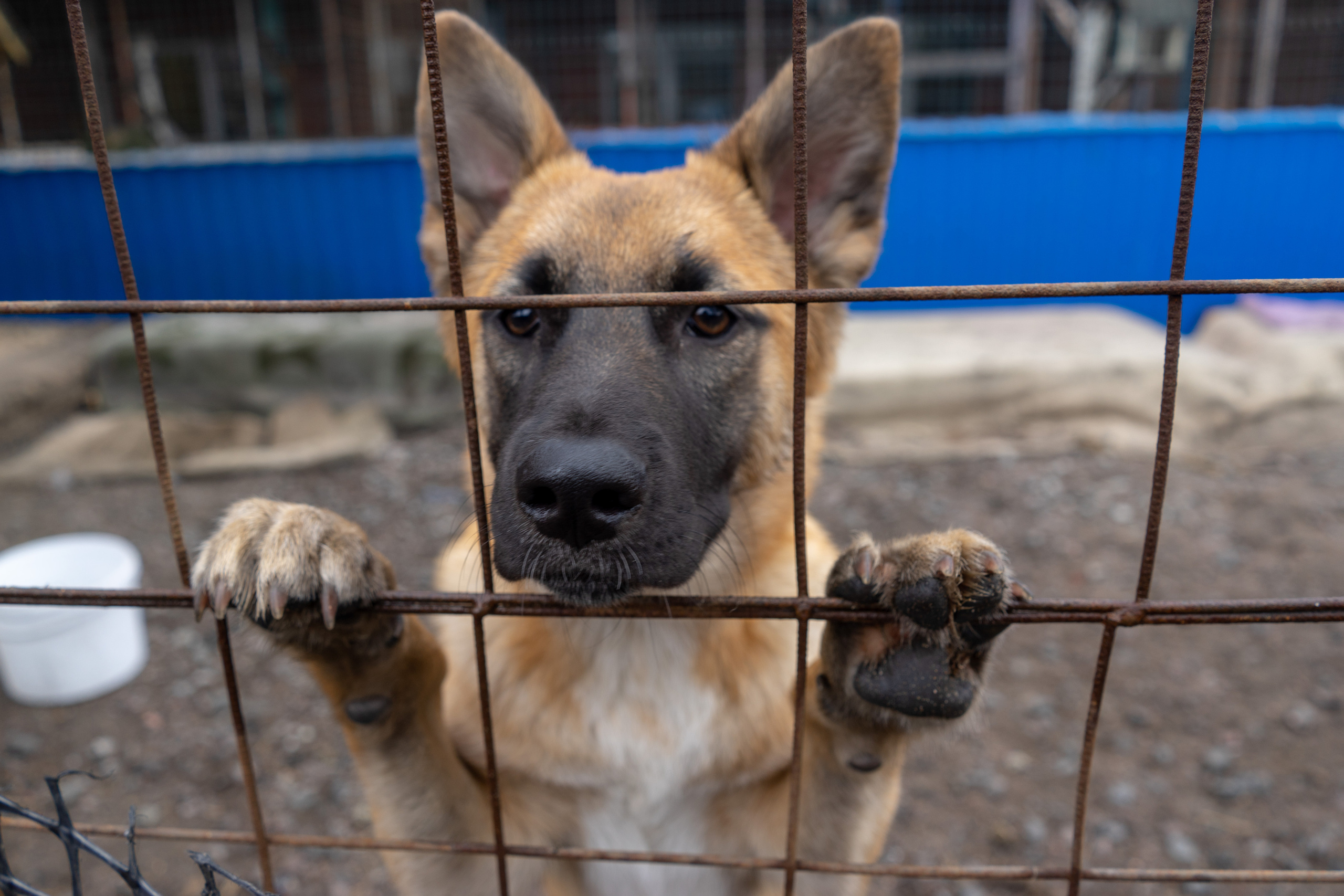 Детская экскурсия в приют «Ржевка». Фотограф Елизавета Потешкина