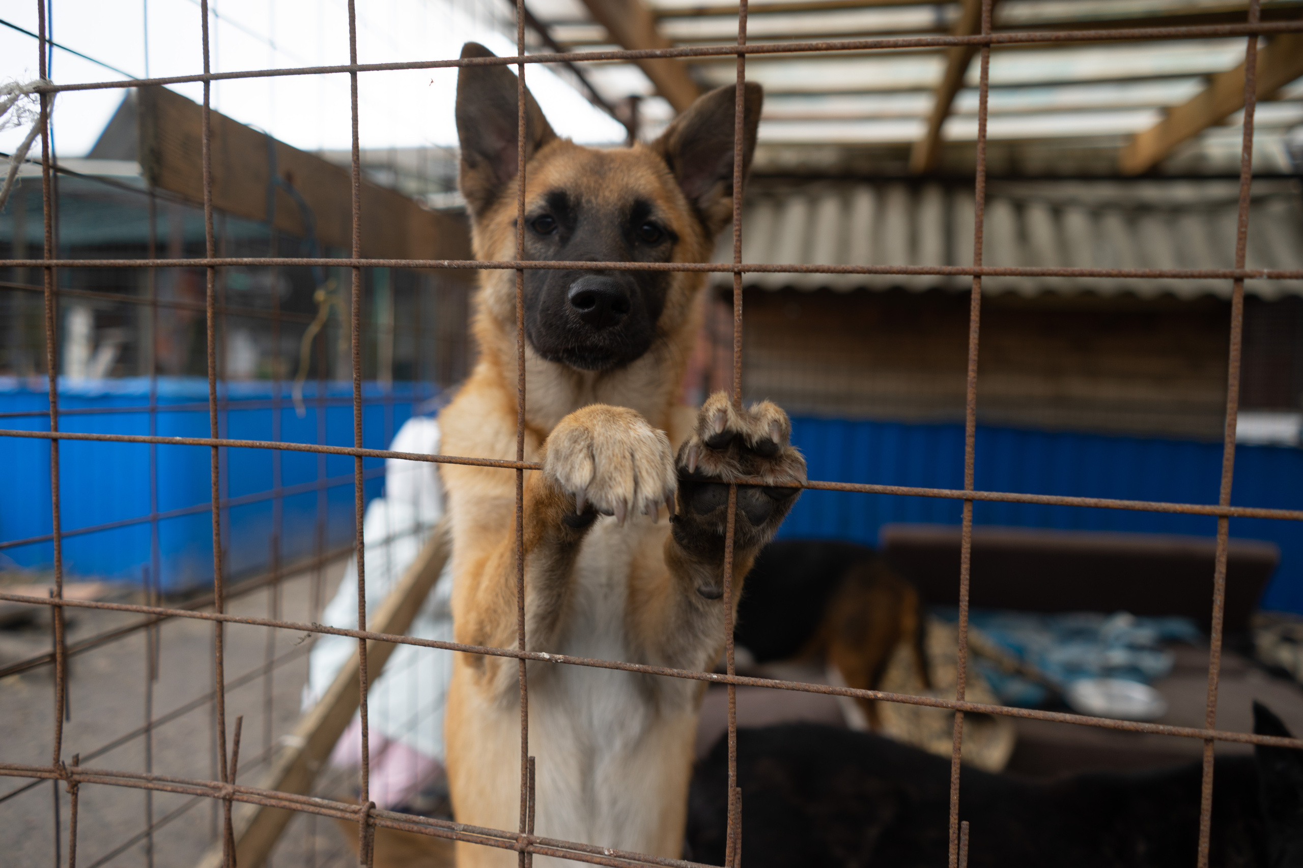 Детская экскурсия в приют «Ржевка». Фотограф Елизавета Потешкина