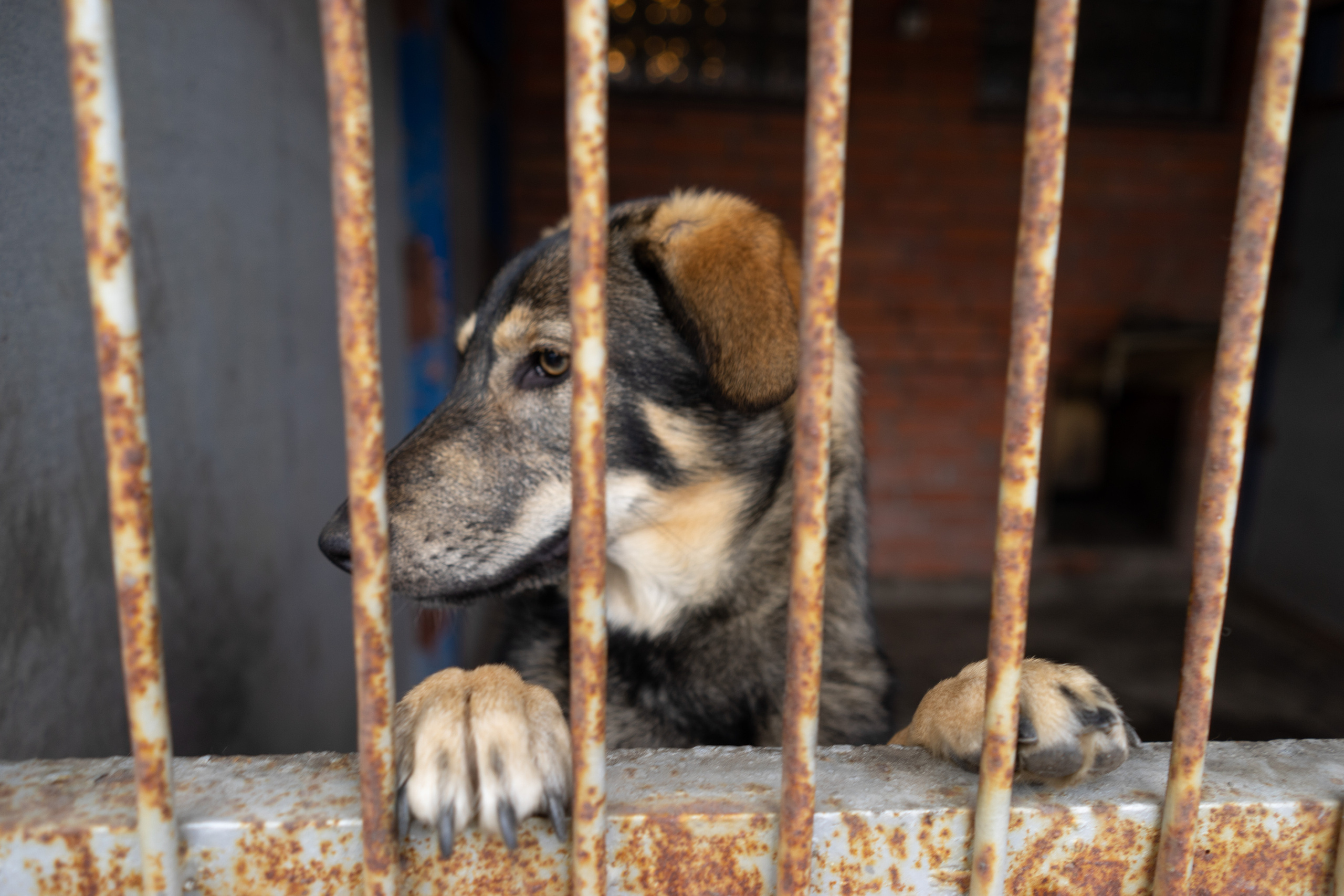 Детская экскурсия в приют «Ржевка». Фотограф Елизавета Потешкина