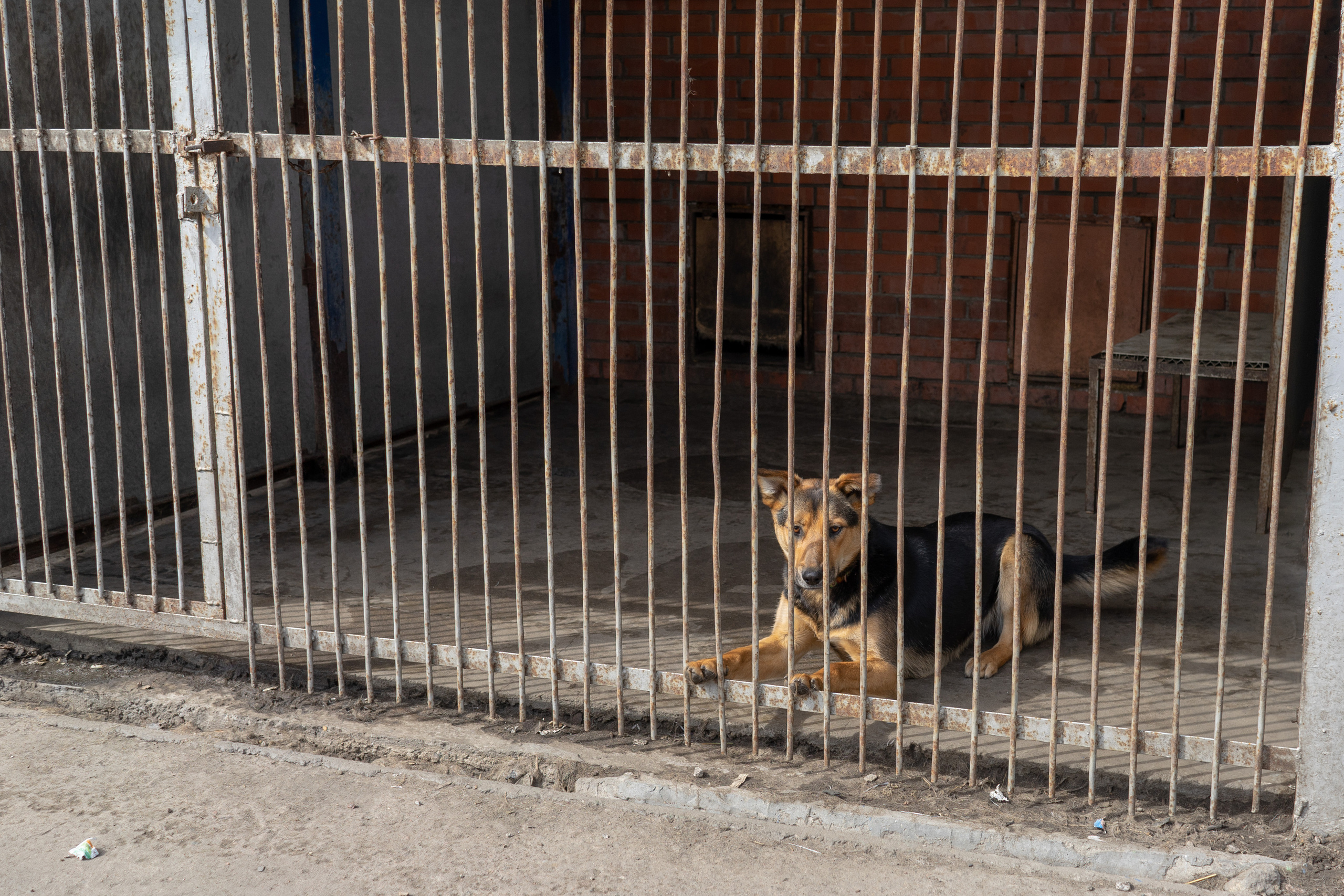Детская экскурсия в приют «Ржевка». Фотограф Елизавета Потешкина