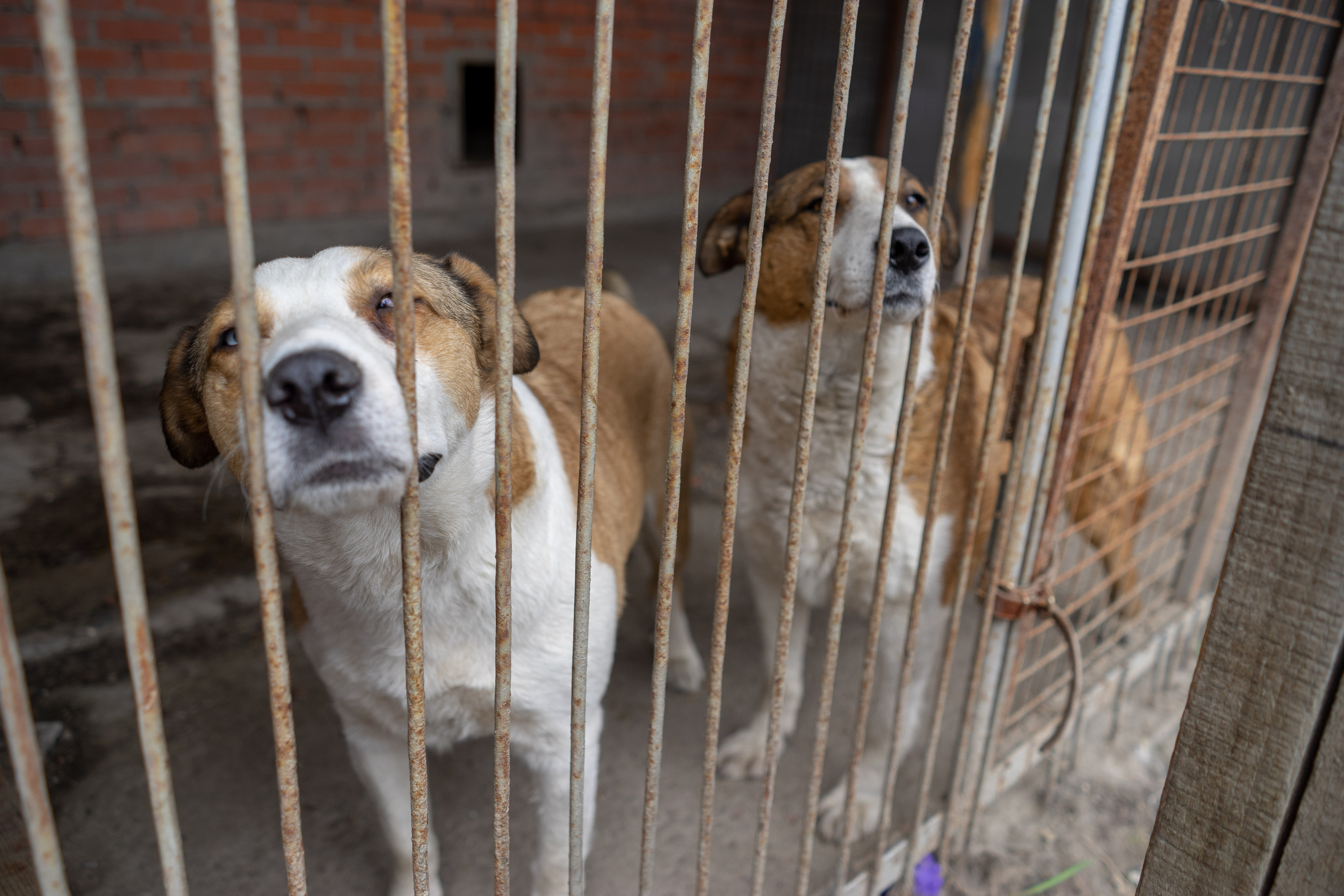 Детская экскурсия в приют «Ржевка». Фотограф Елизавета Потешкина