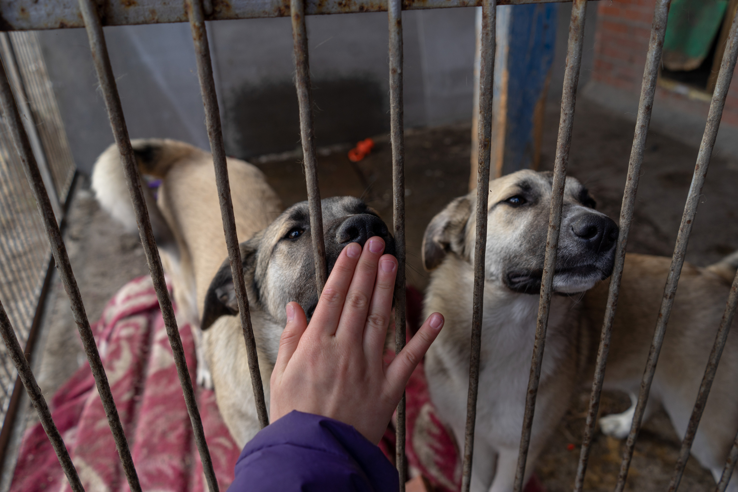 Детская экскурсия в приют «Ржевка». Фотограф Елизавета Потешкина